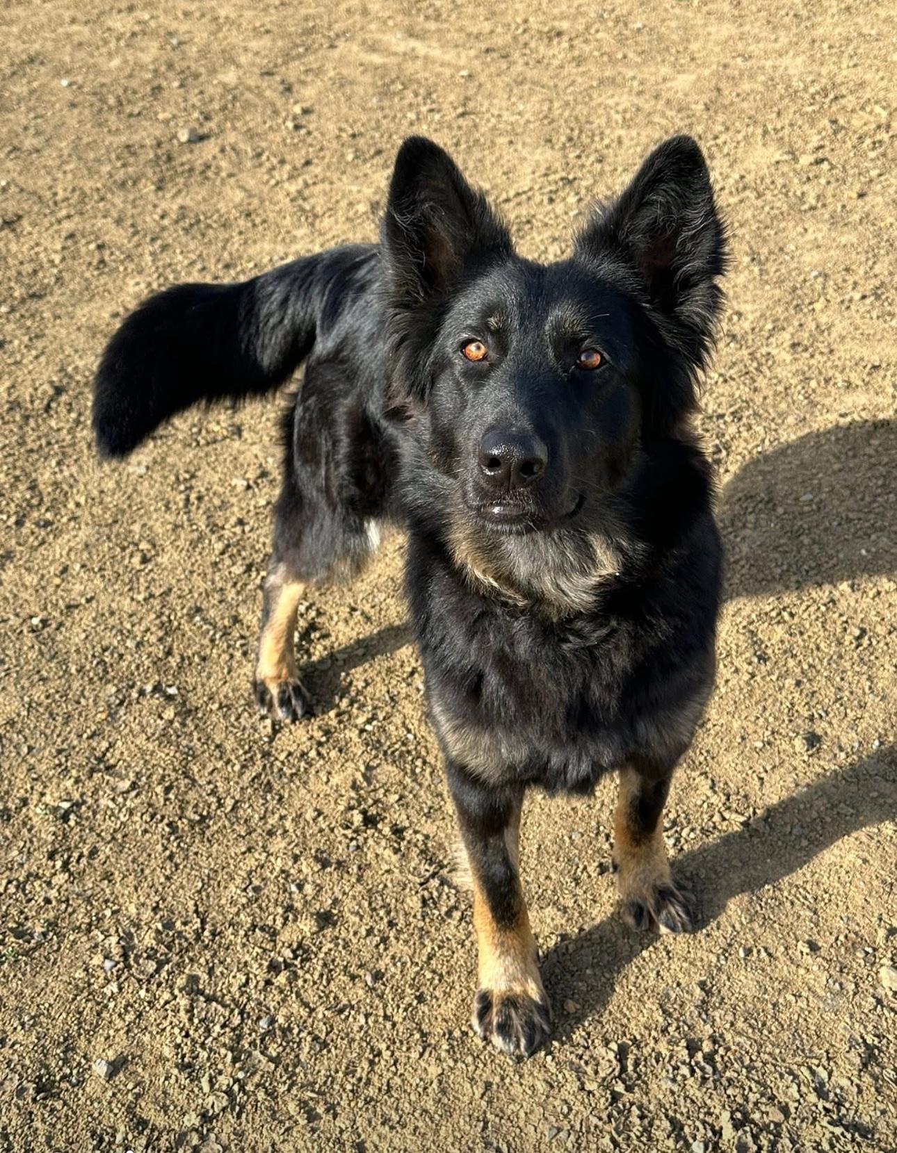 Ella, Adoptable, Young Female German Shepherd Dog & Border Collie.