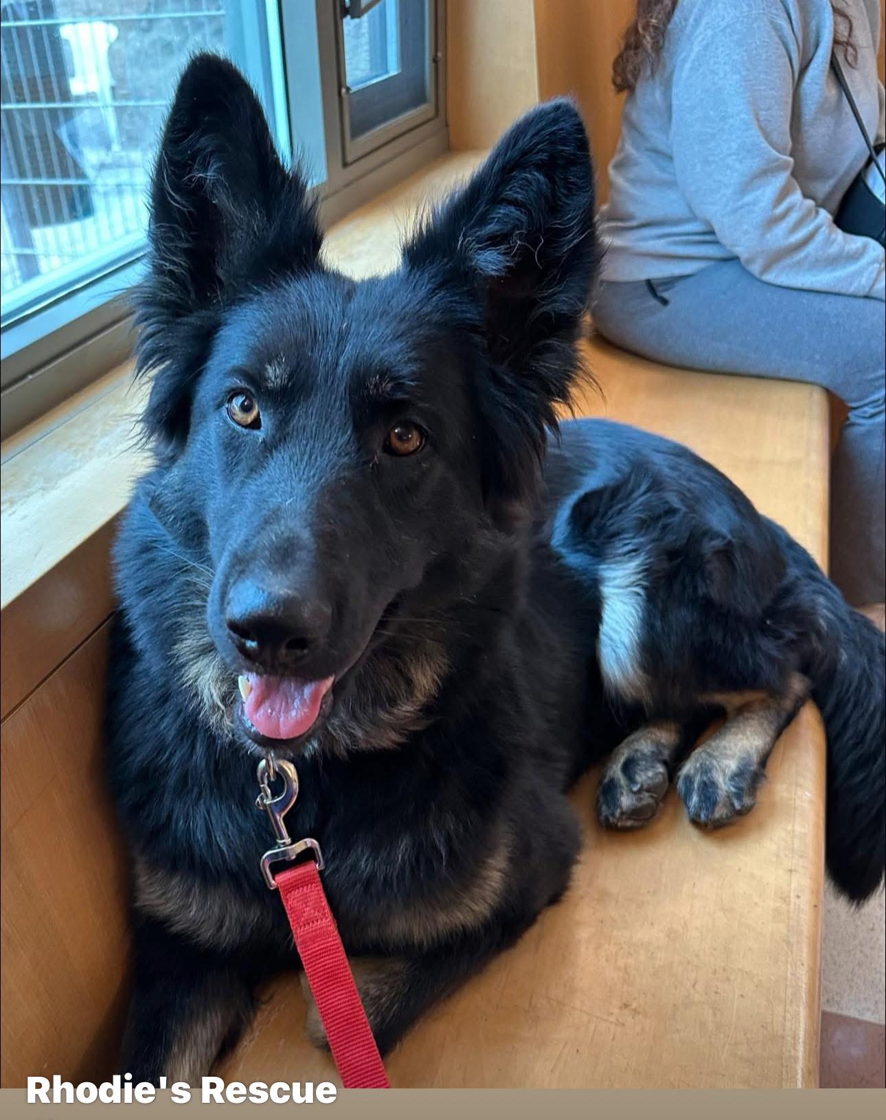 Enlarge Ella, a Adoptable mixed breed in Knightsen, CA image 3/4