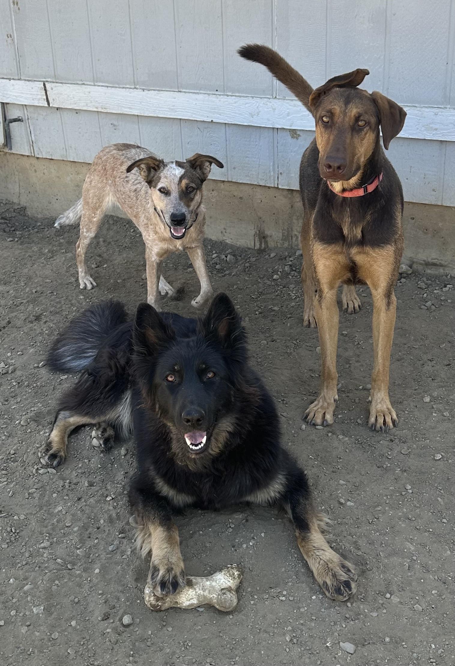 Enlarge Ella, a Adoptable mixed breed in Knightsen, CA image 4/4