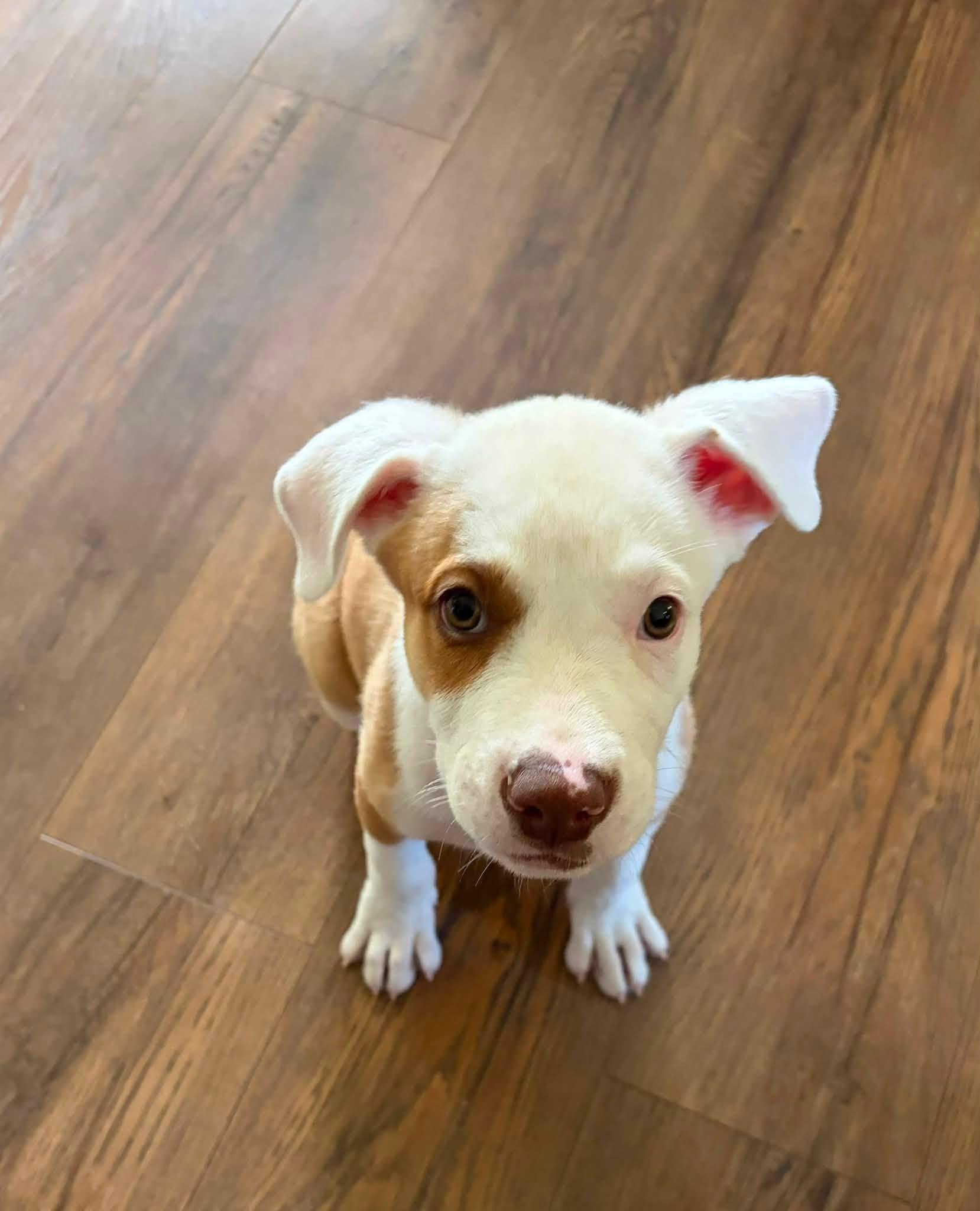 Mikey the handsome mixed breed, a Adoptable mixed breed in Muskego, WI image 4/6
