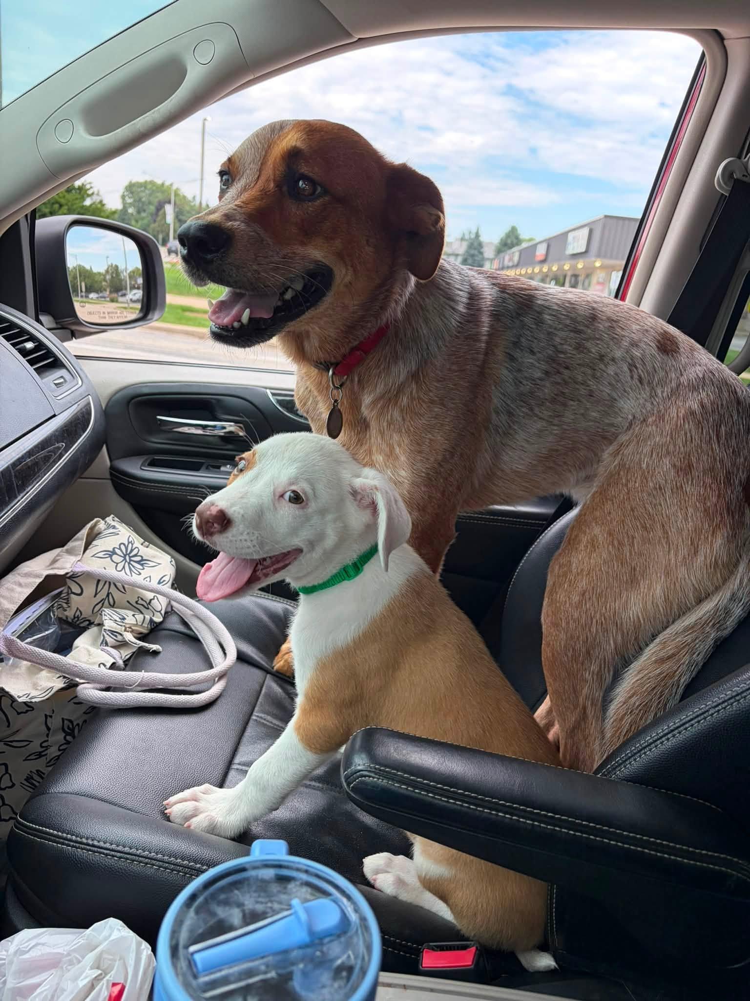 Mikey the handsome mixed breed, a Adoptable mixed breed in Muskego, WI image 5/6