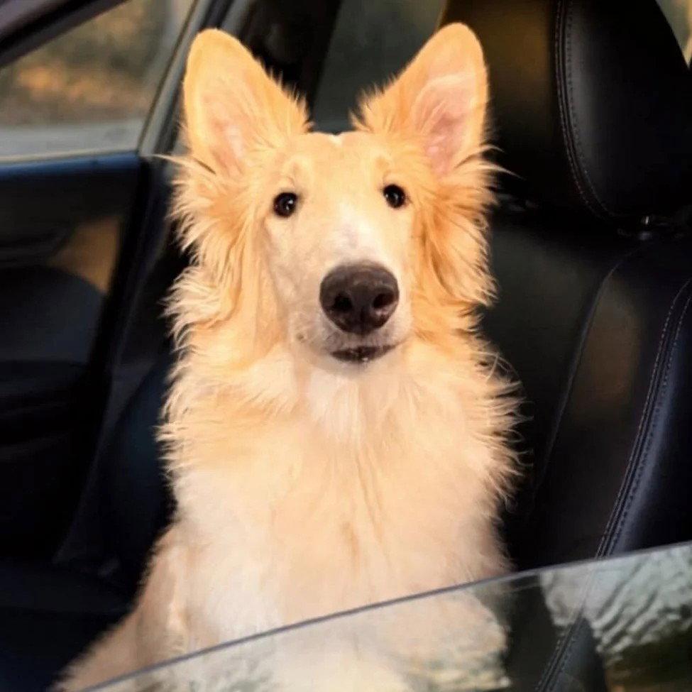 Enlarge Archie adoption pending, a Adoptable Collie in Dublin, OH image 1/2