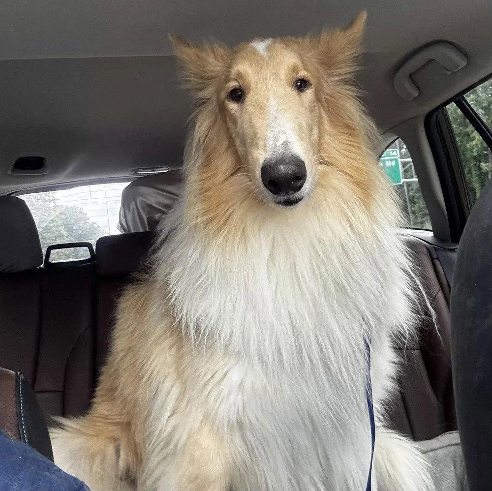 Enlarge Archie adoption pending, a Adoptable Collie in Dublin, OH image 2/2
