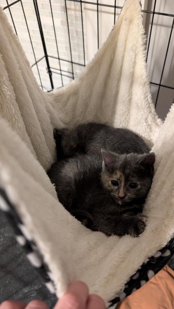 Enlarge Shyanne, a Adoptable mixed breed in Plymouth, MI image 1/2