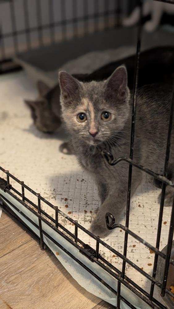 Enlarge Shyanne, a Adoptable mixed breed in Plymouth, MI image 2/2