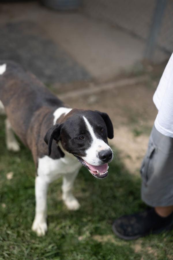 Draco, Adoptable, Adult Male Terrier.