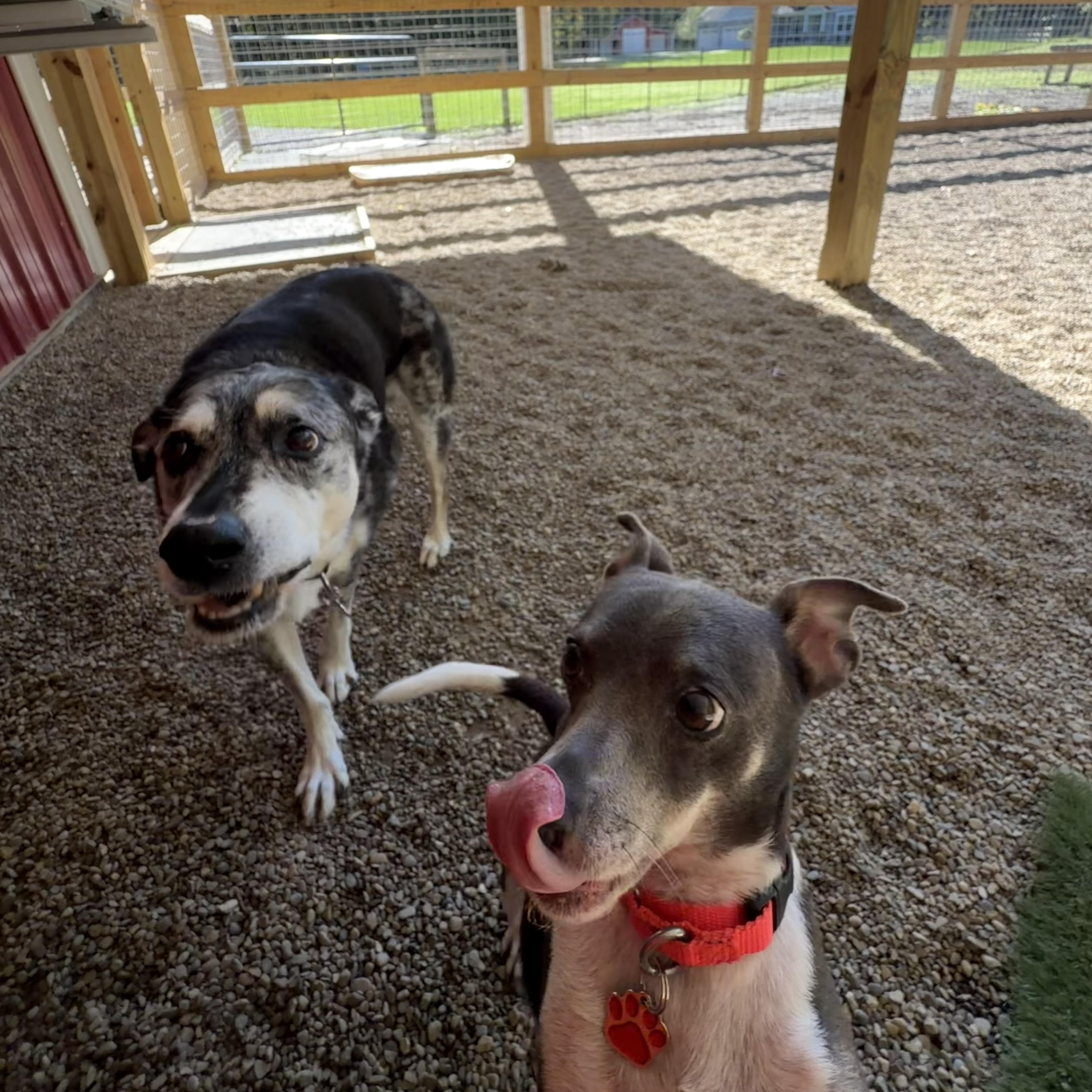 Enlarge Loki, a Adoptable mixed breed in Grafton, OH image 4/6