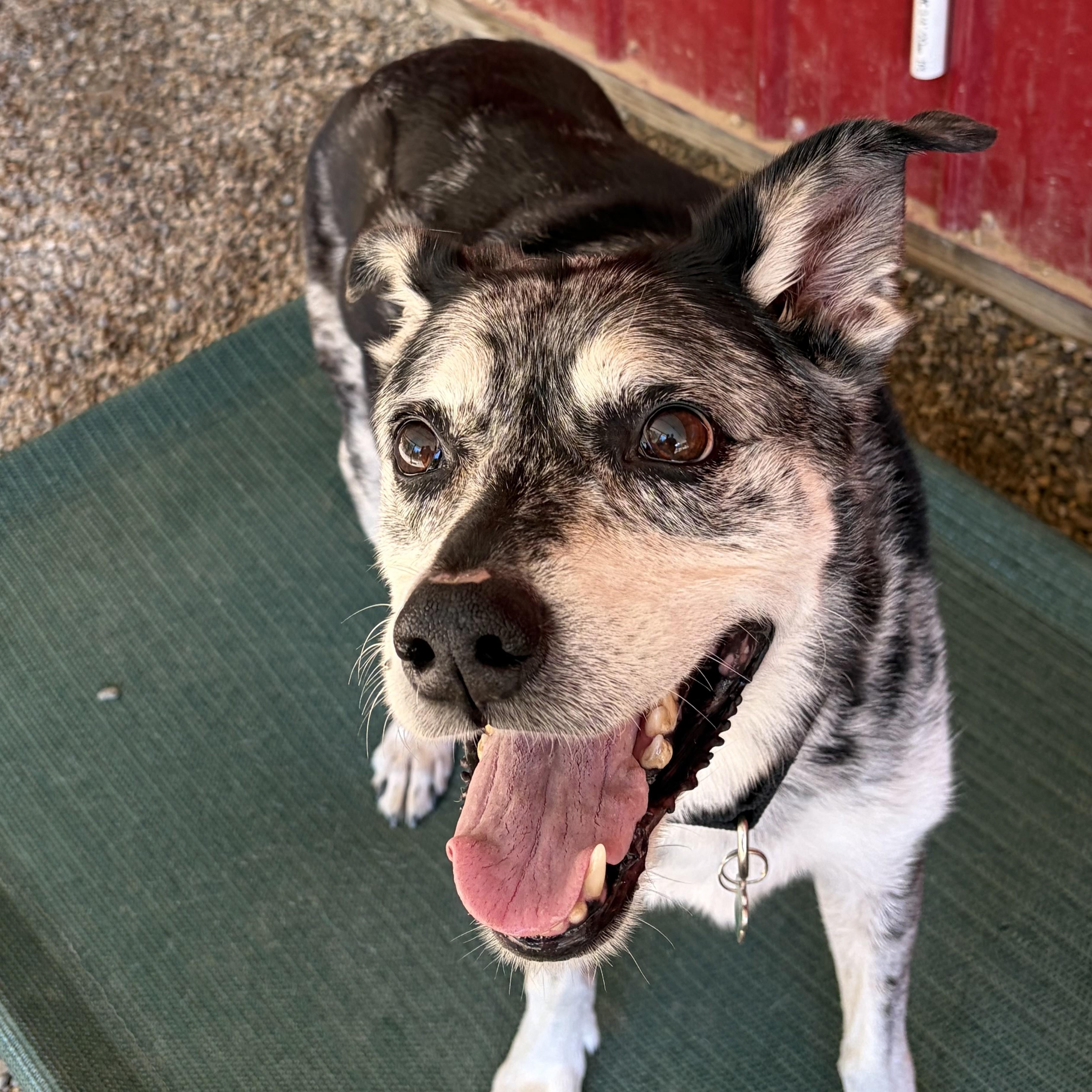 Enlarge Loki, a Adoptable mixed breed in Grafton, OH image 2/6