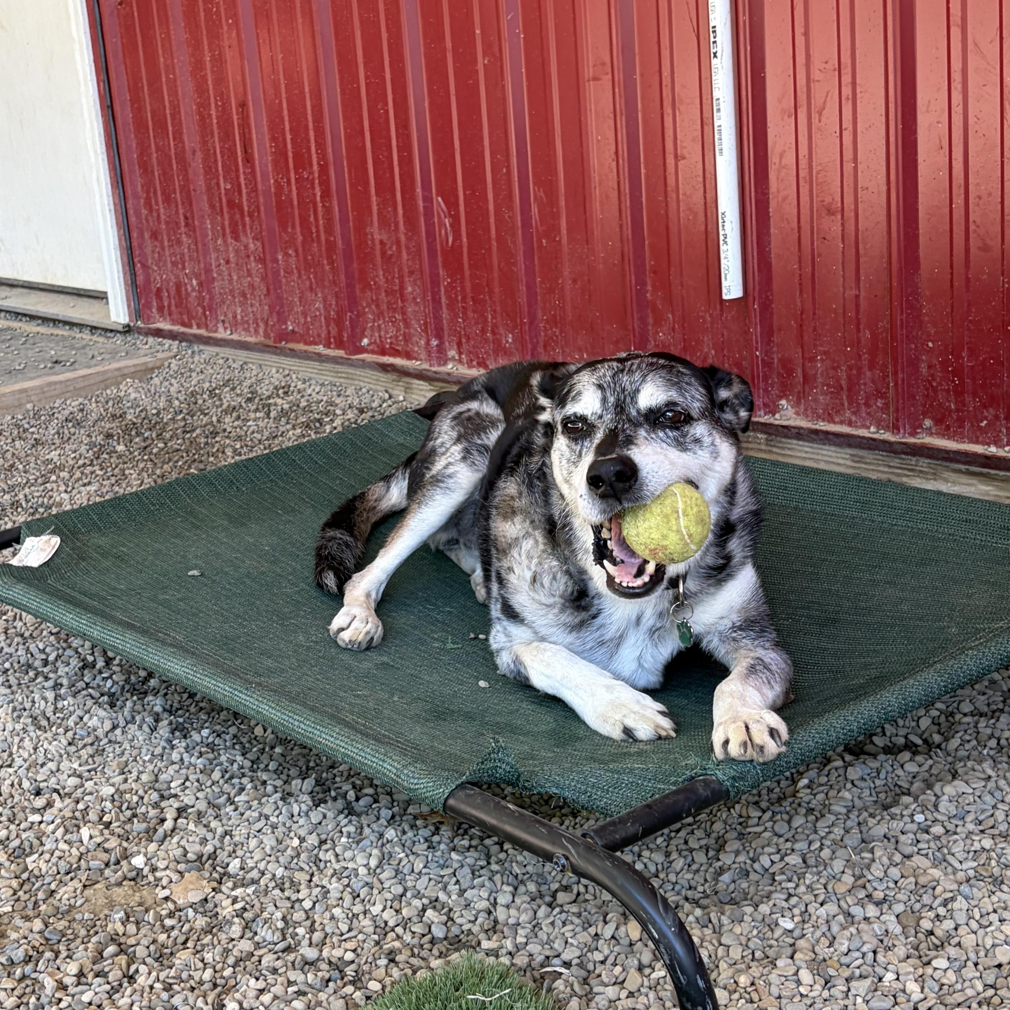Enlarge Loki, a Adoptable mixed breed in Grafton, OH image 6/6