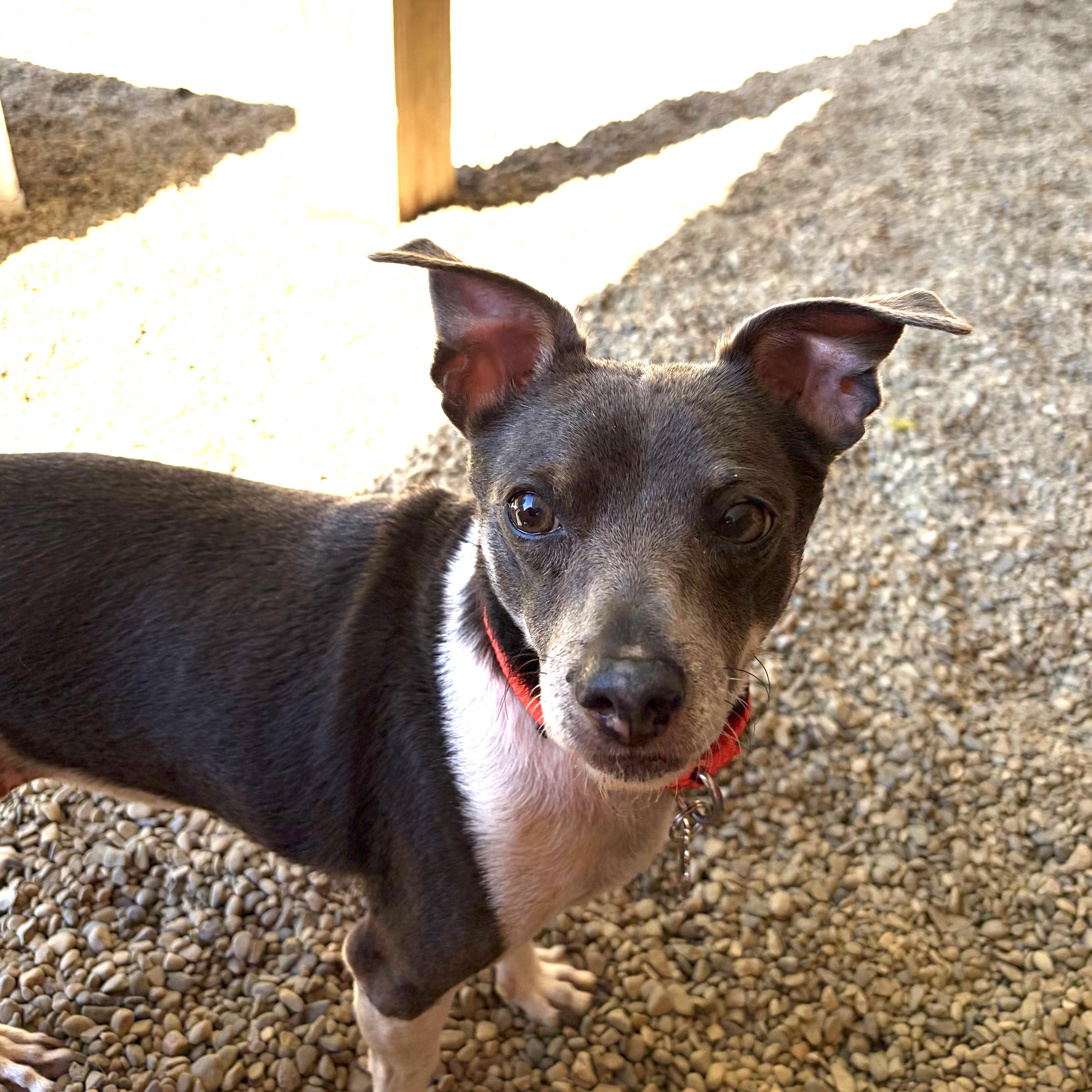 Loki, Adoptable, Senior Male Jack Russell Terrier.