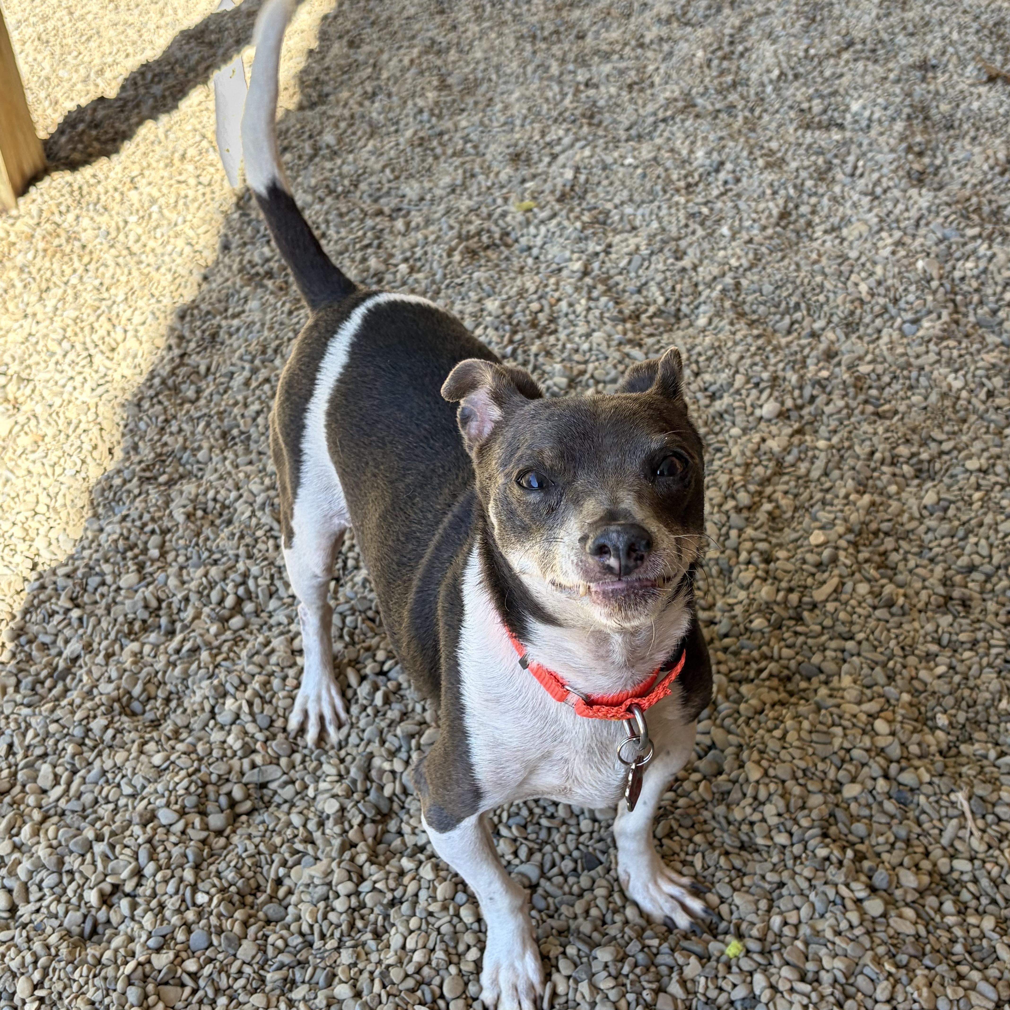 Enlarge Loki, a Adoptable mixed breed in Grafton, OH image 5/6