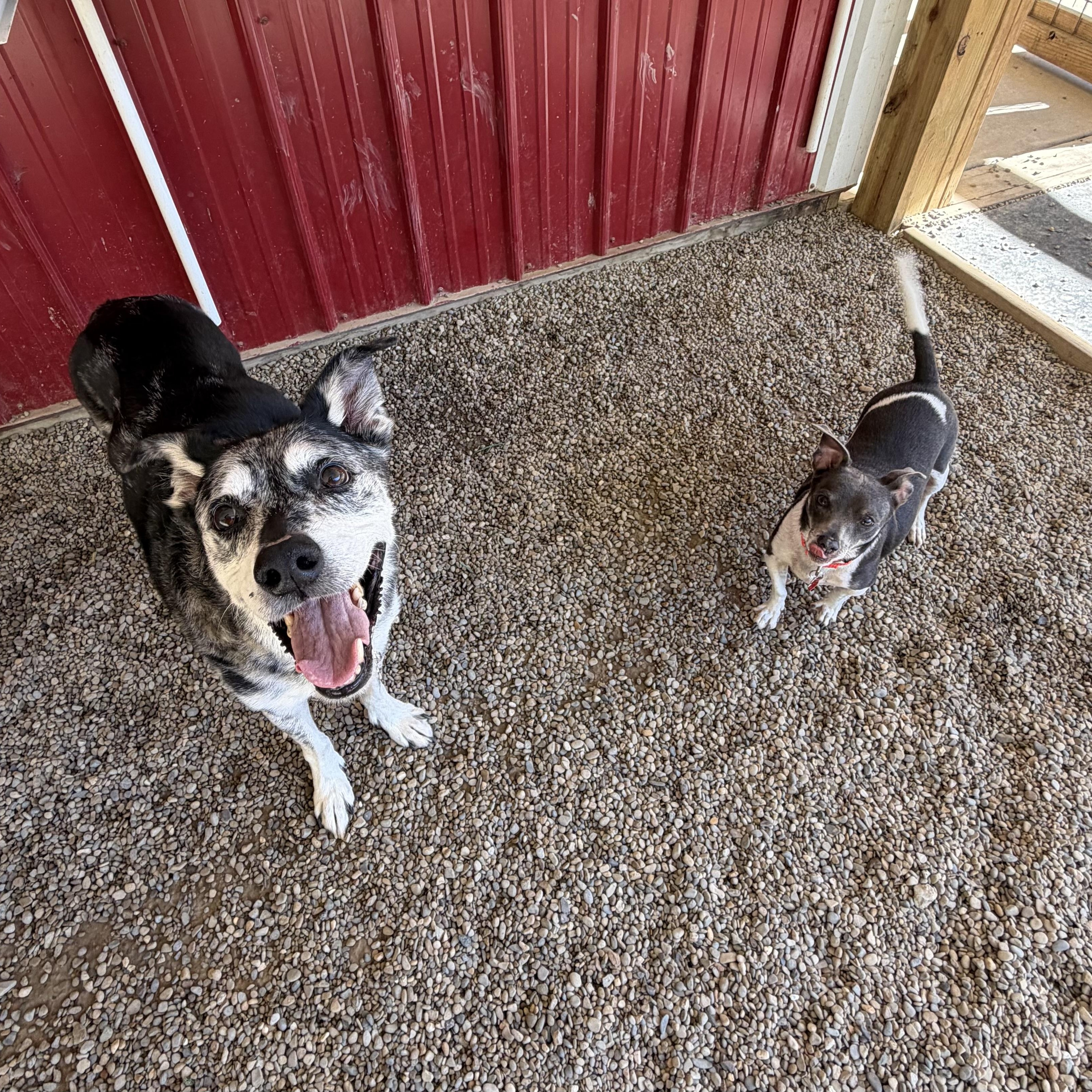 Enlarge Loki, a Adoptable mixed breed in Grafton, OH image 3/6