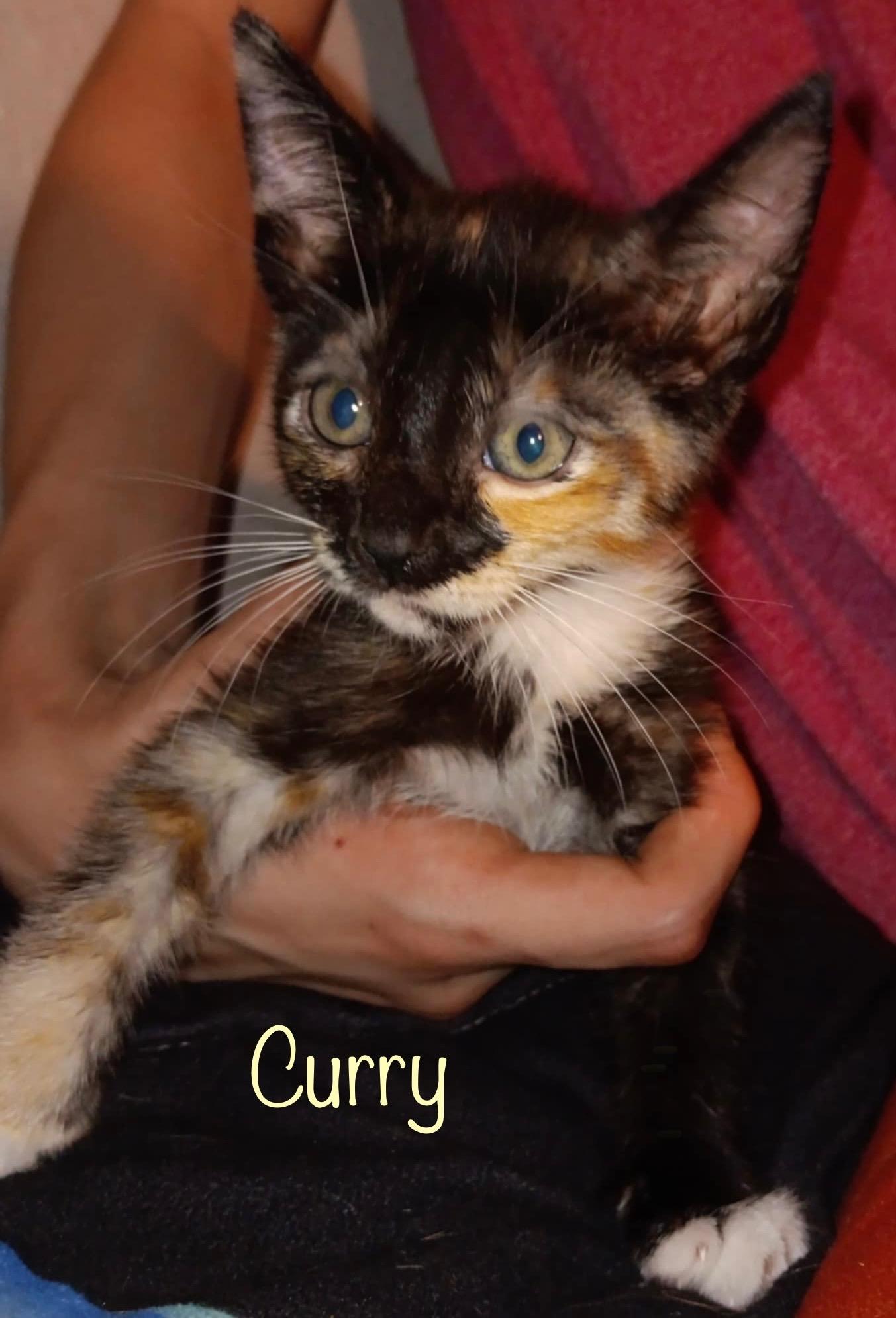 Curry
