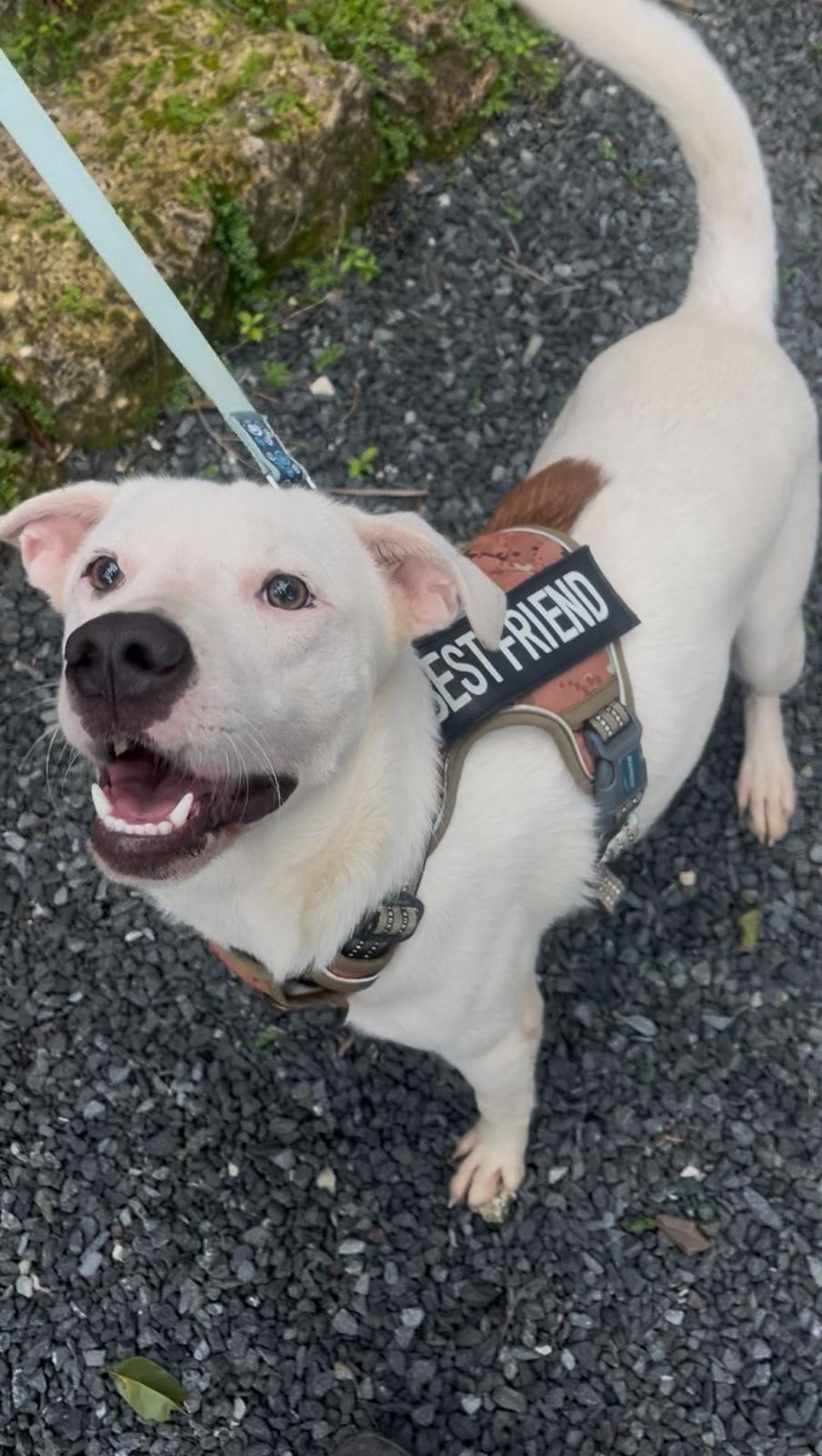Enlarge Gaspar, a Adoptable mixed breed in Rio Grande , PR image 4/5