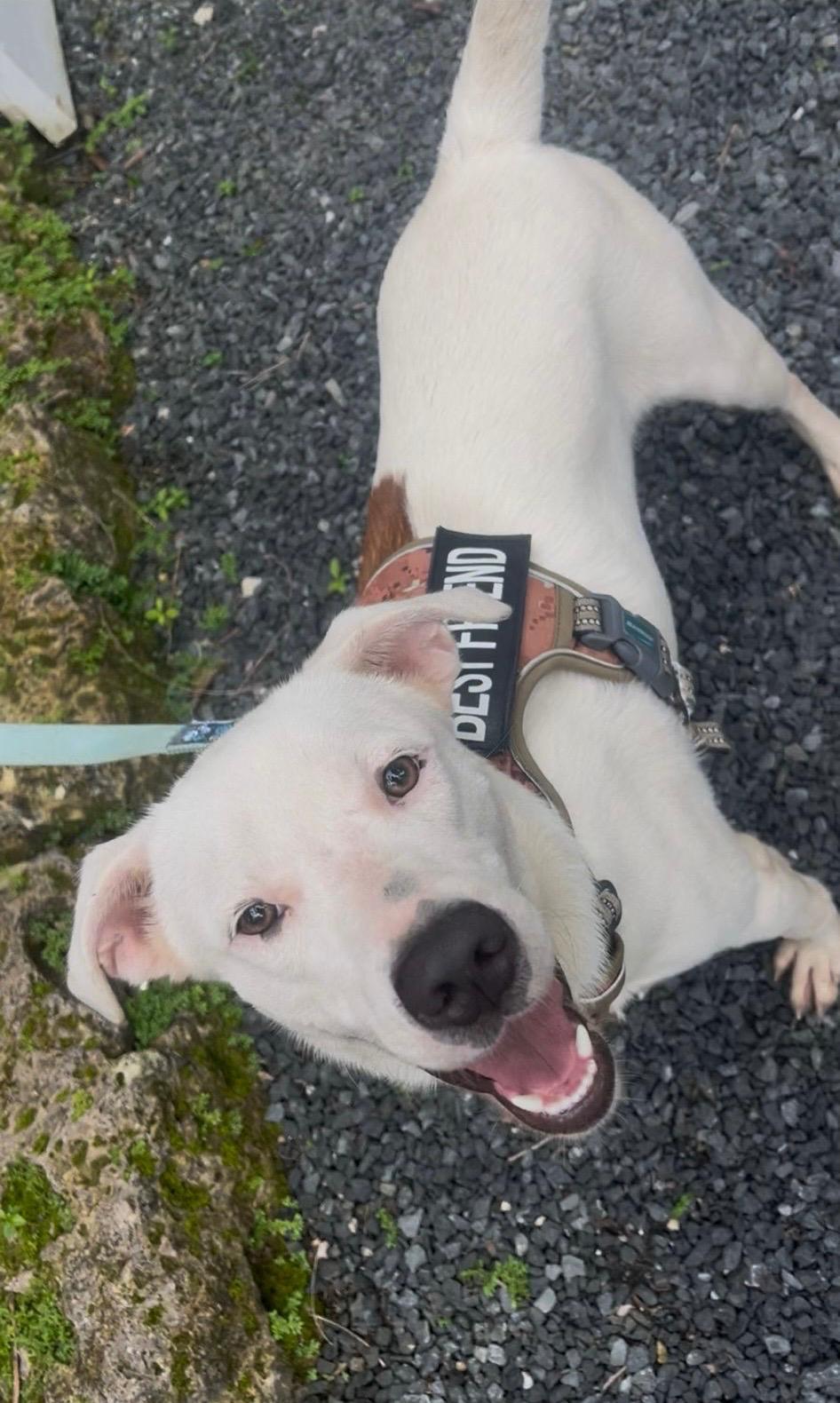 Enlarge Gaspar, a Adoptable mixed breed in Rio Grande , PR image 1/5