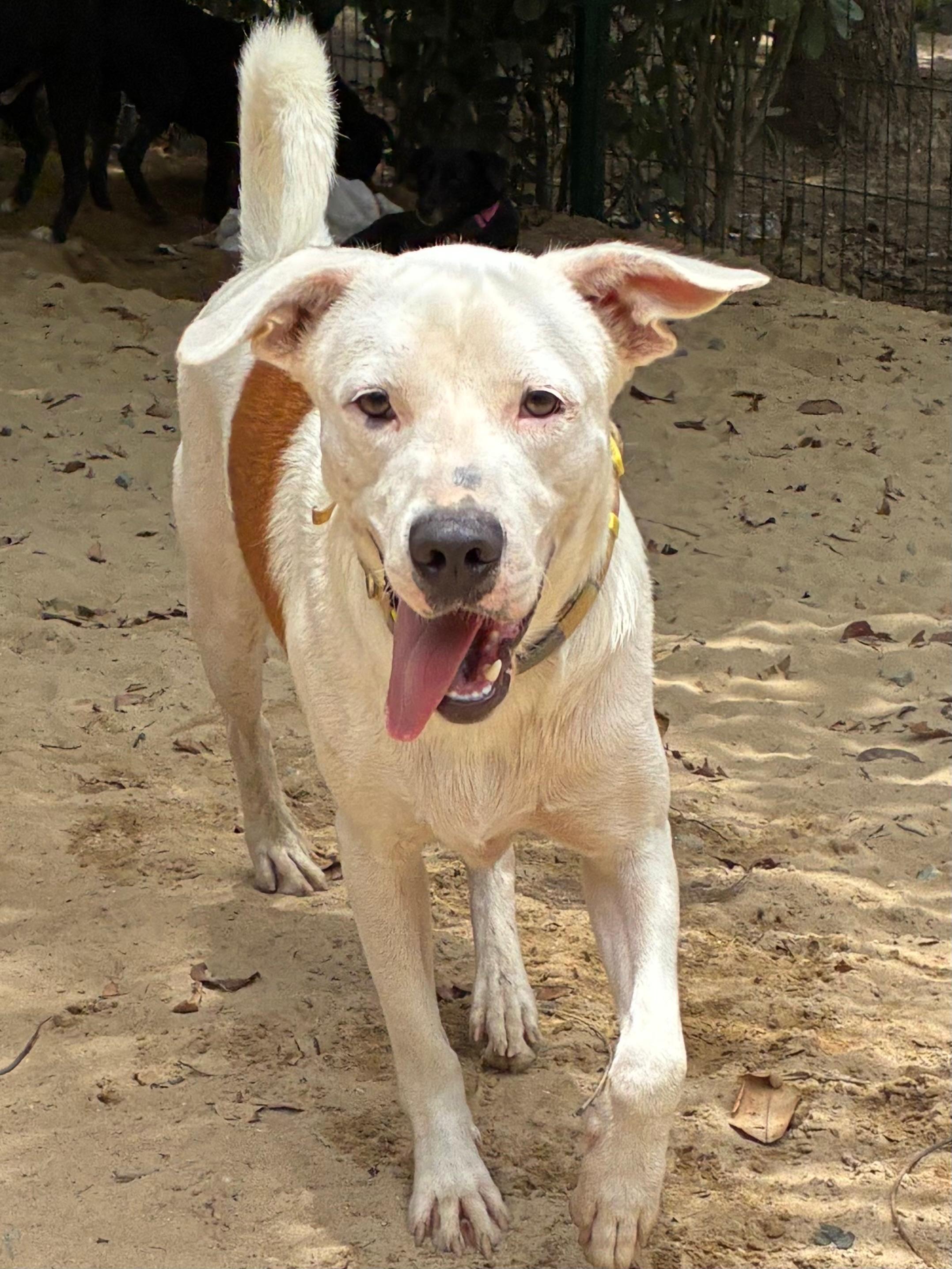 Enlarge Gaspar, a Adoptable mixed breed in Rio Grande , PR image 2/5