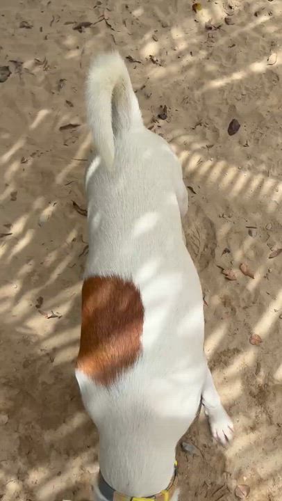 Enlarge Gaspar, a Adoptable mixed breed in Rio Grande , PR video 5/5