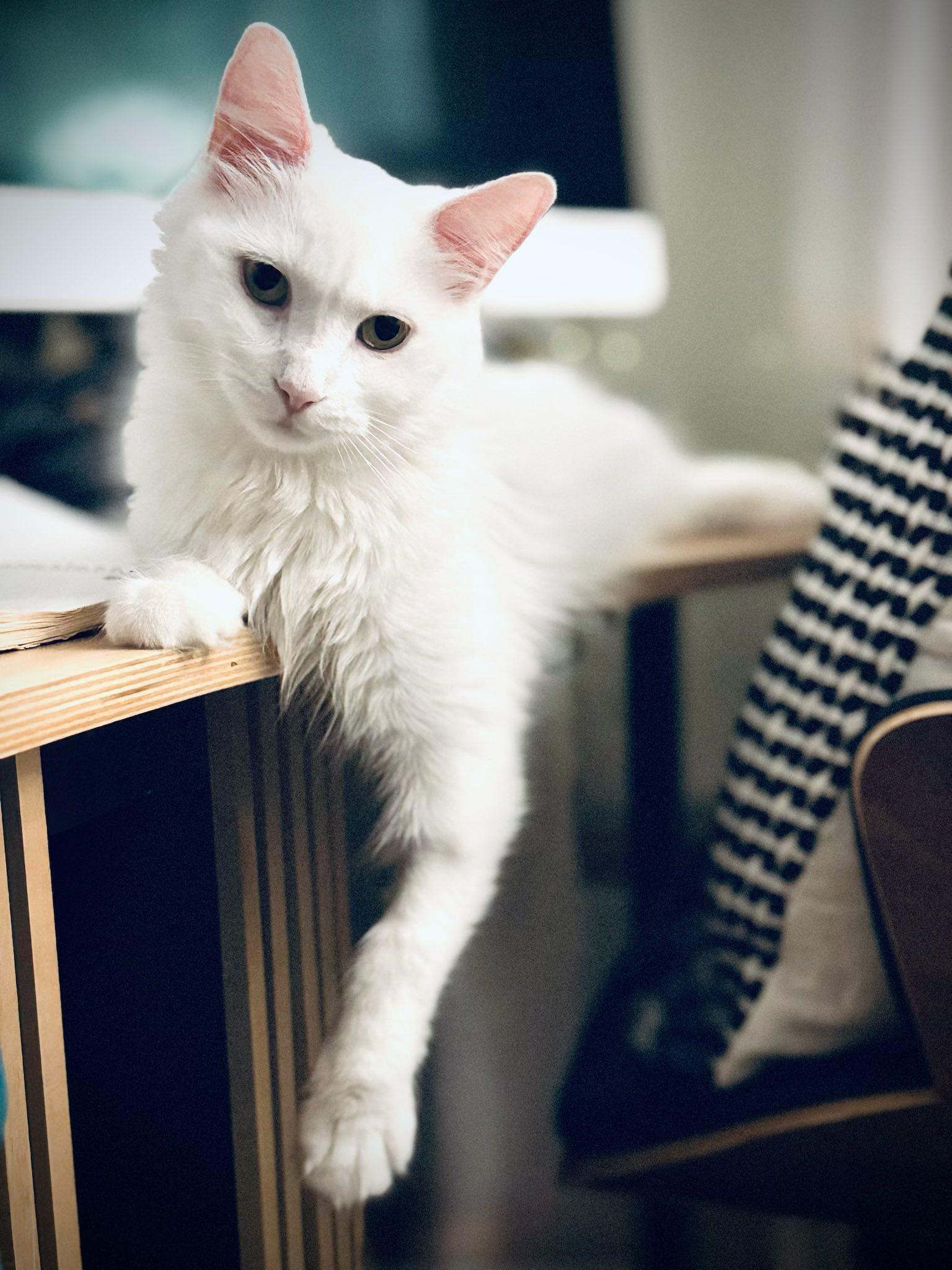 Nanook, a Adoptable Domestic Medium Hair in Montreal, QC image 2/5