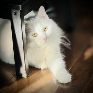 Nanook, Adoptable, Adult Female Domestic Medium Hair.