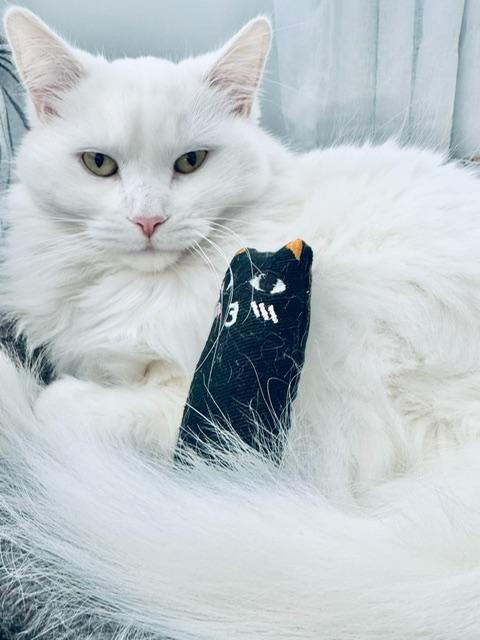 Enlarge Nanook, a Adoptable Domestic Medium Hair in Montreal, QC image 4/6