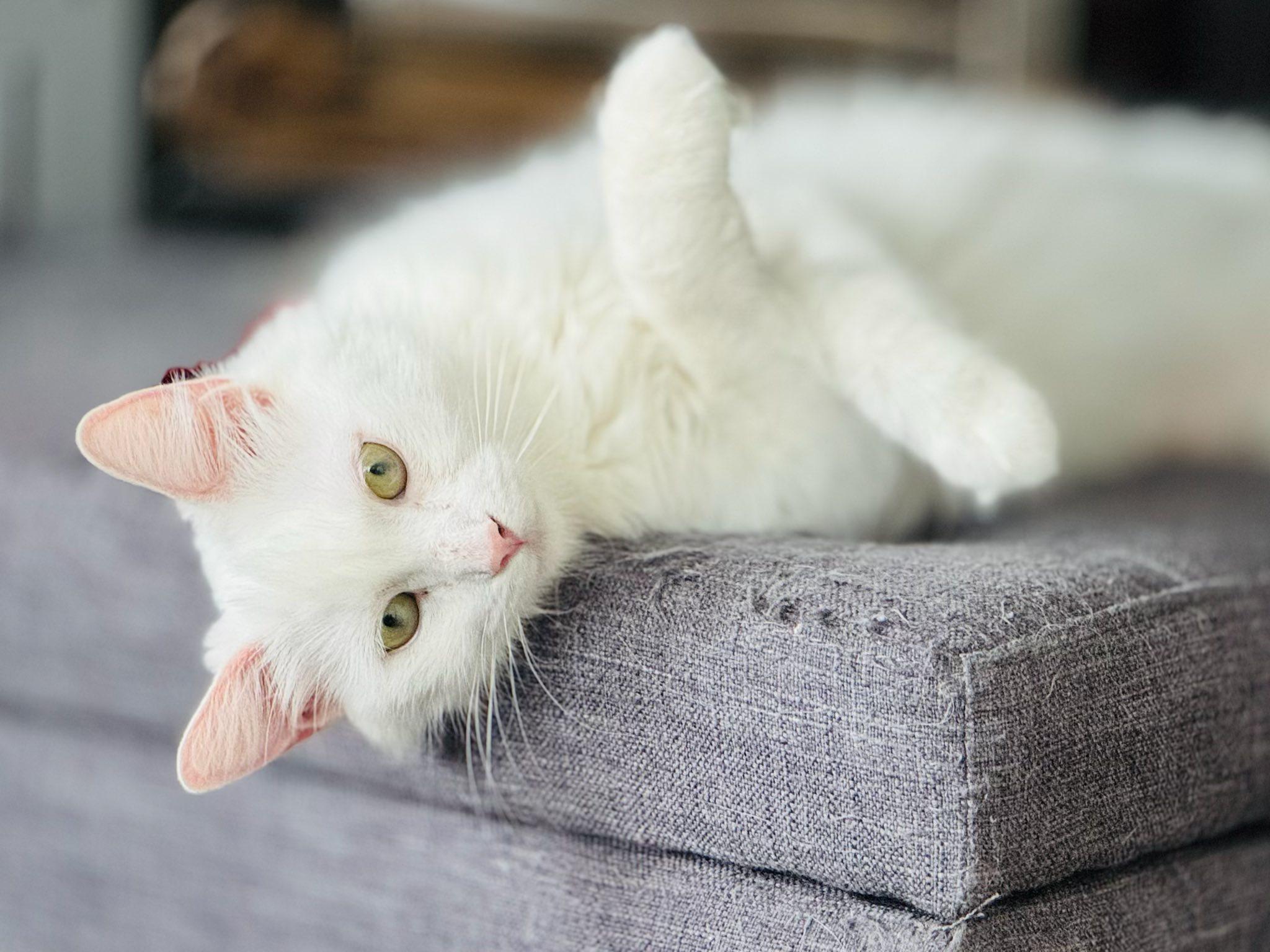 Nanook, a Adoptable Domestic Medium Hair in Montreal, QC image 3/5