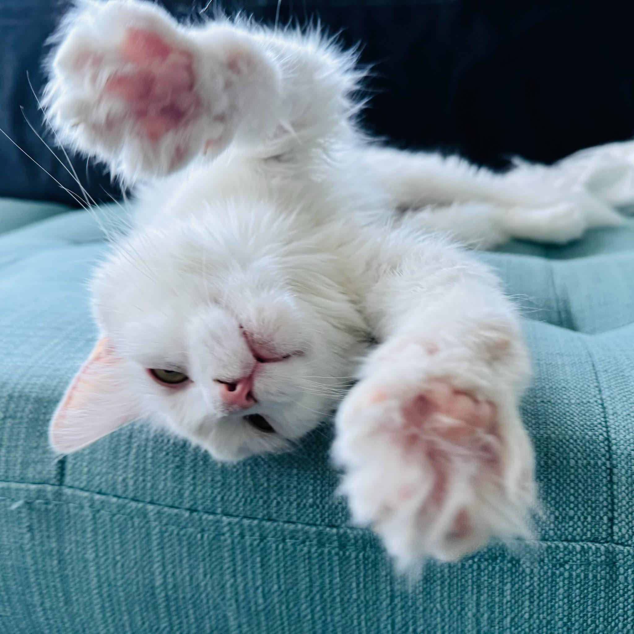 Nanook, a Adoptable Domestic Medium Hair in Montreal, QC image 4/5