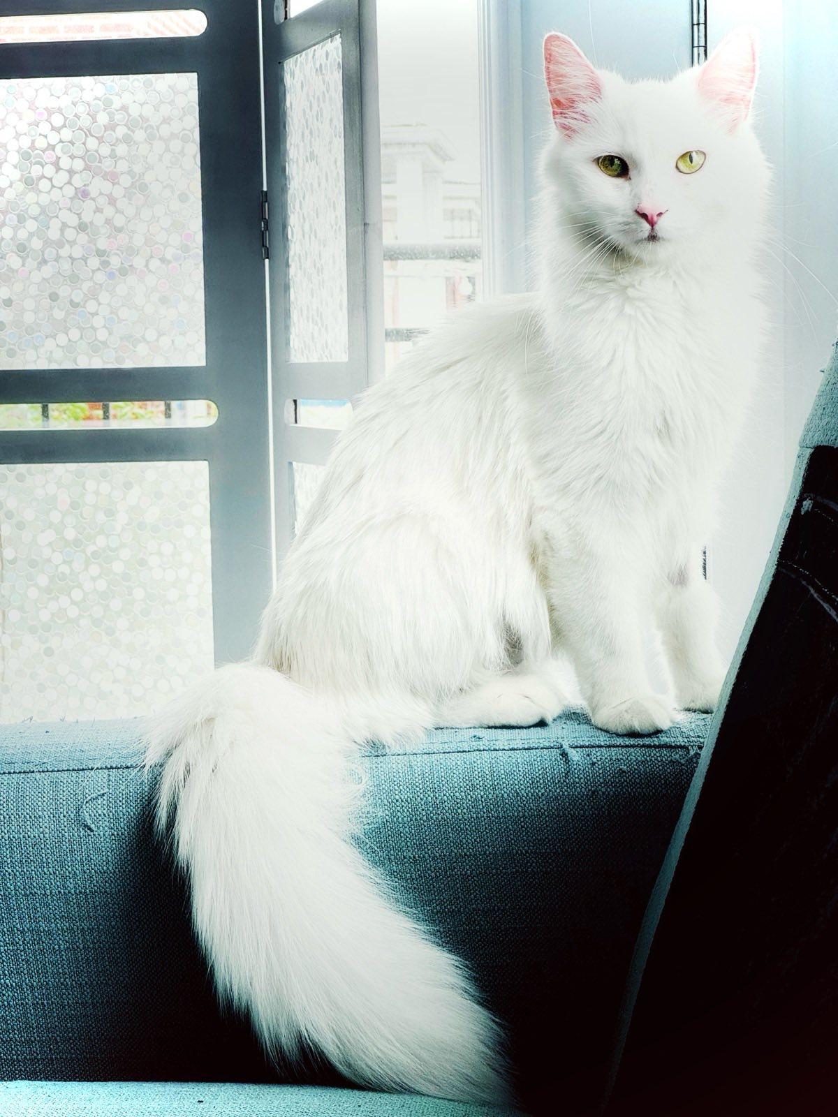 Nanook, a Adoptable Domestic Medium Hair in Montreal, QC image 5/5