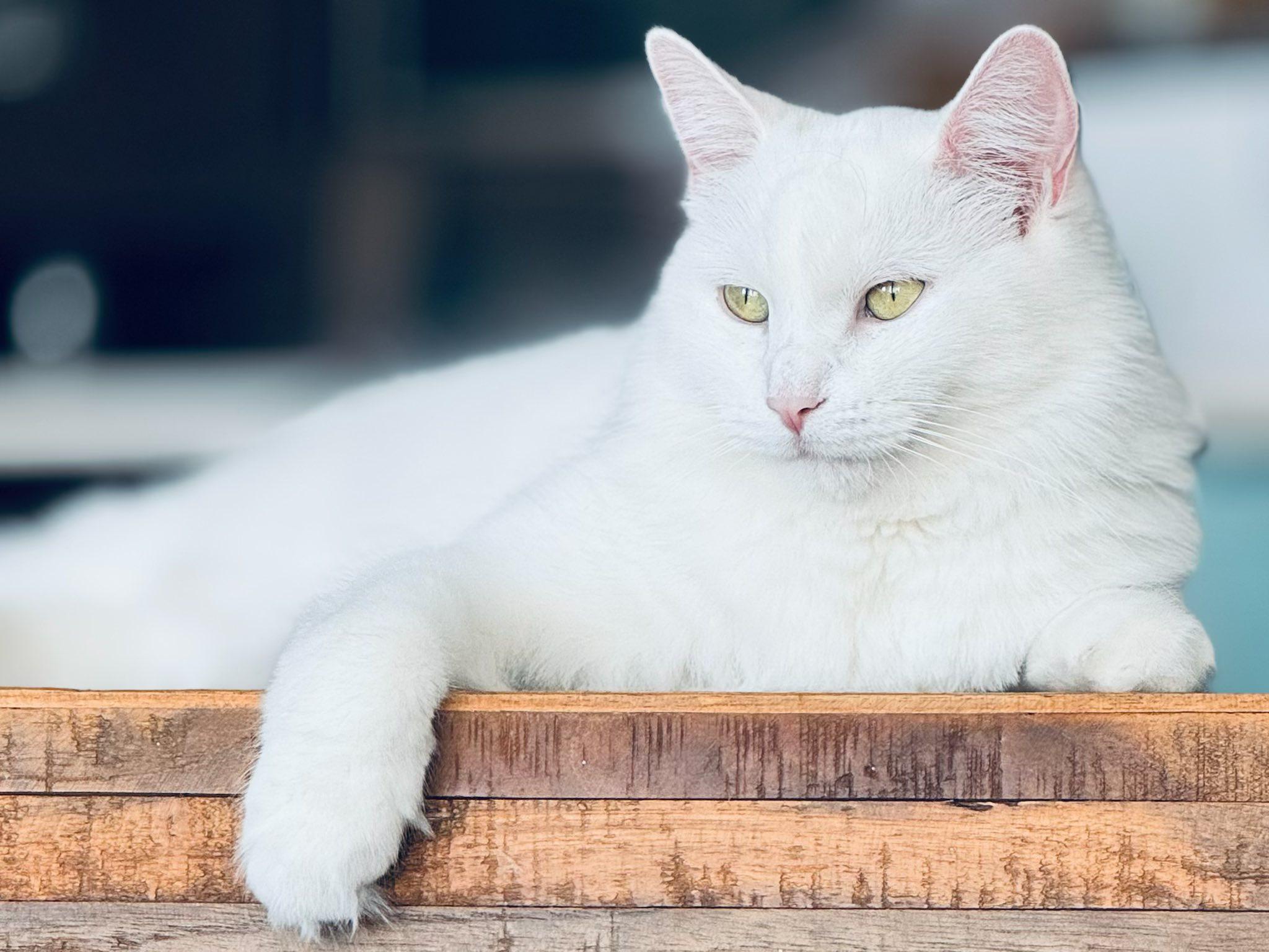 Enlarge Nanook, a Adoptable Domestic Medium Hair in Montreal, QC image 1/6