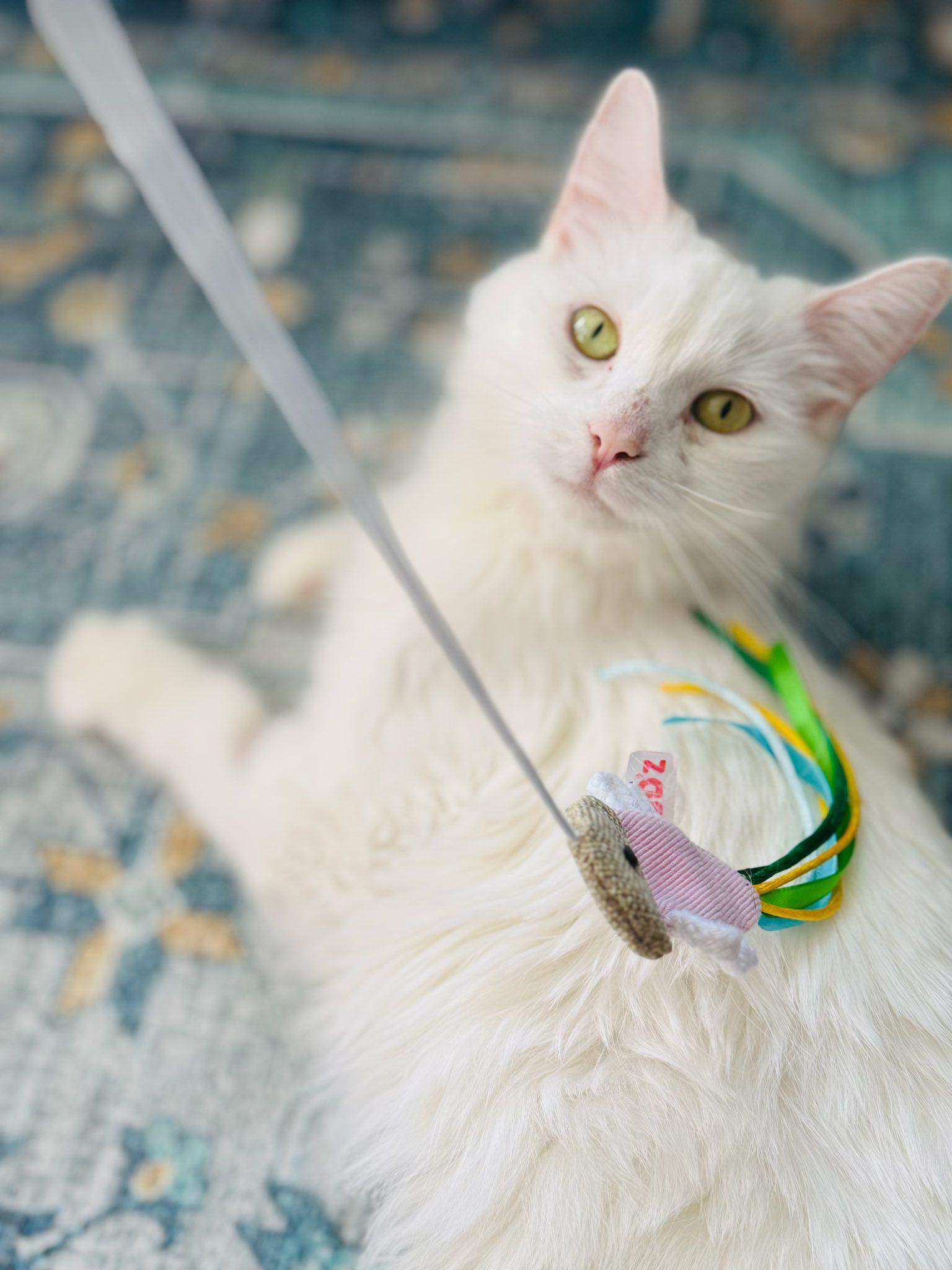 Nanook, a Adoptable Domestic Medium Hair in Montreal, QC image 1/5