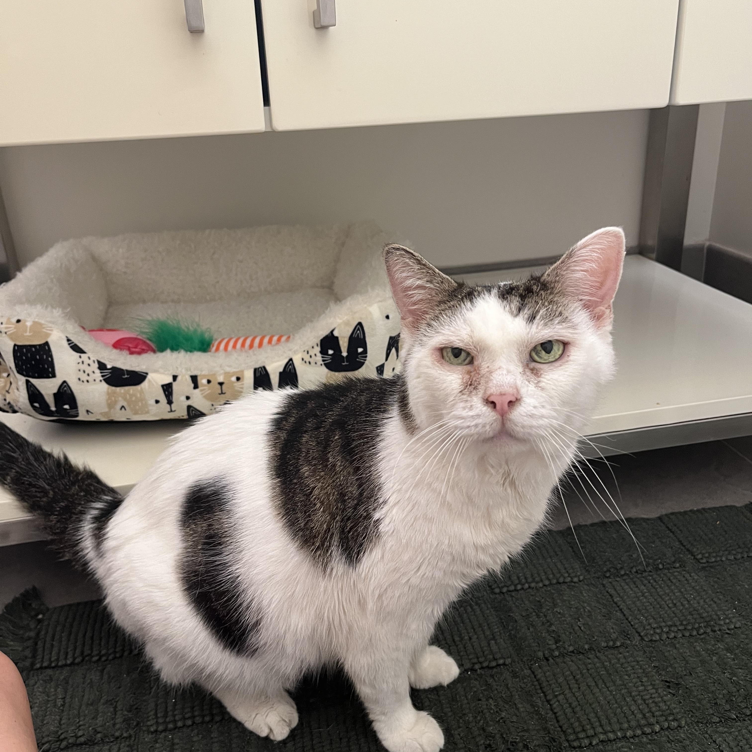 Walnut, adopted, Senior Male American Shorthair.