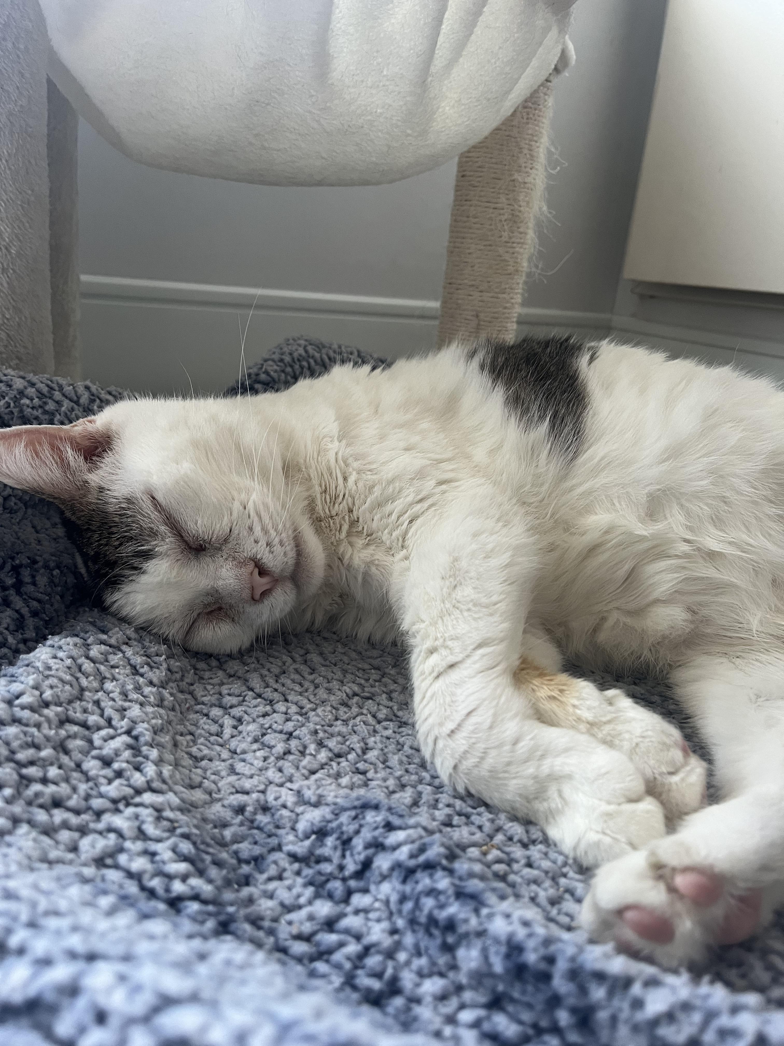 Walnut, an adopted American Shorthair in Medford, MA image 2/4