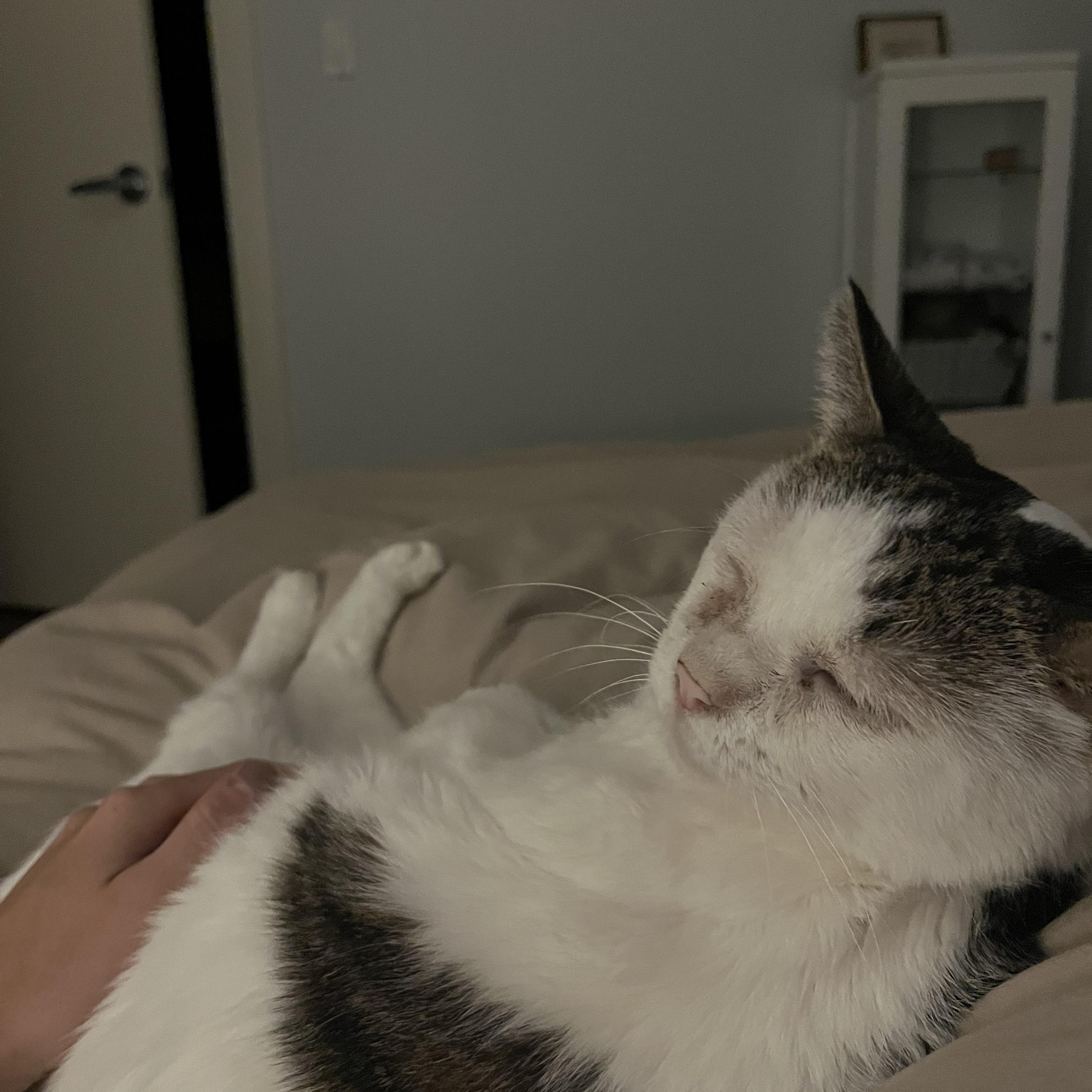 Walnut, an adopted American Shorthair in Medford, MA image 3/4