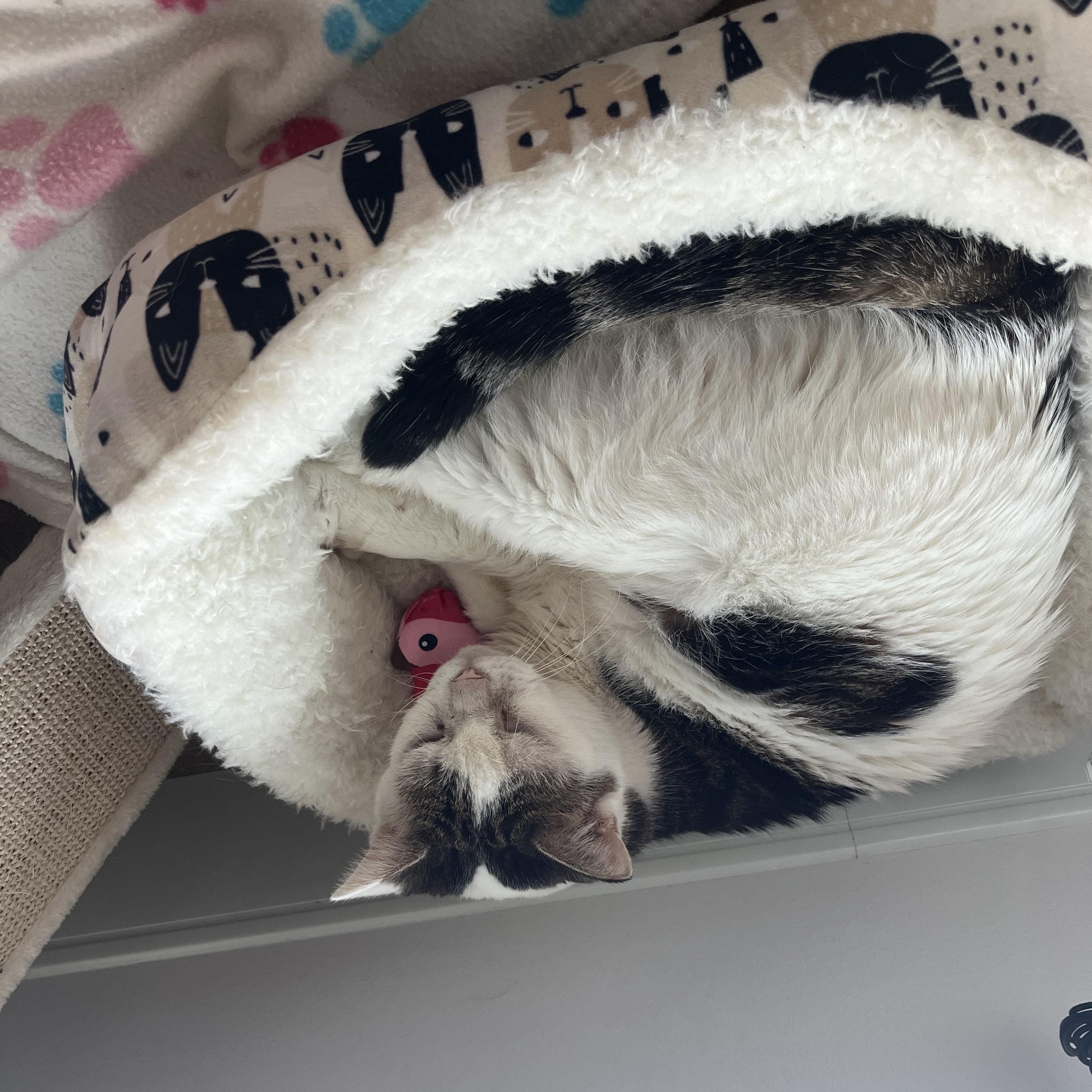 Walnut, an adopted American Shorthair in Medford, MA image 4/4