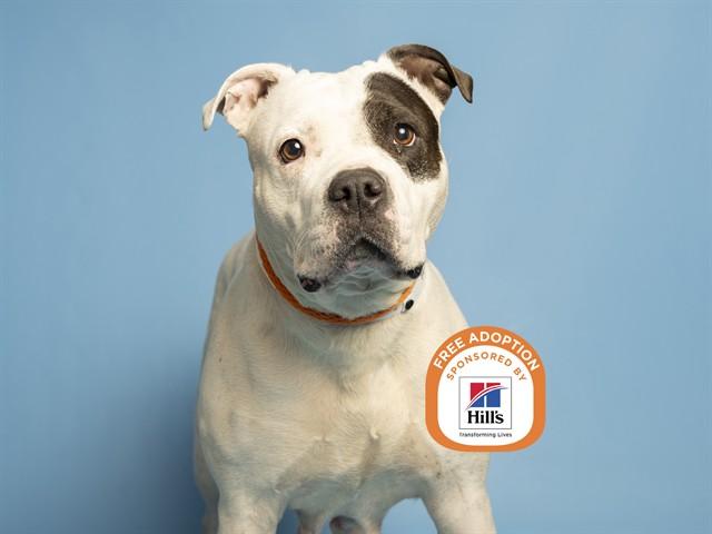 Enlarge MAMA BEAR, a Adoptable Pit Bull Terrier in Phoenix, AZ image 1/1