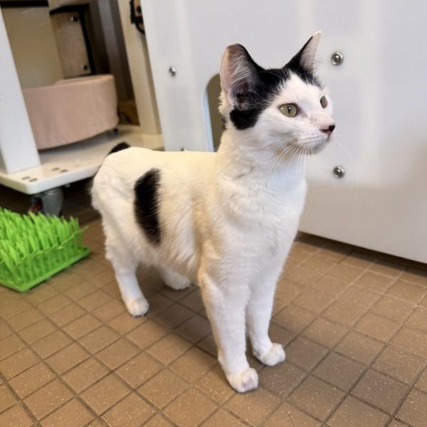 Enlarge Romy, an adopted Domestic Medium Hair in Truckee, CA image 2/4