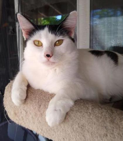 Enlarge Romy, an adopted Domestic Medium Hair in Truckee, CA image 4/4