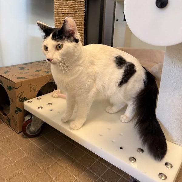 Enlarge Romy, an adopted Domestic Medium Hair in Truckee, CA image 3/4