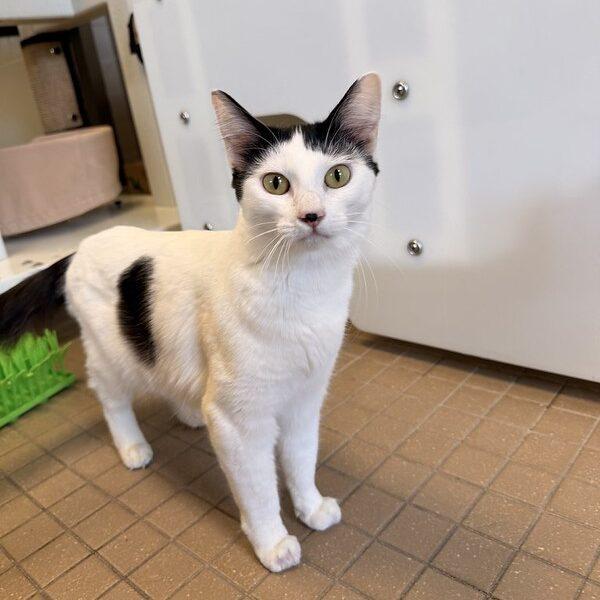 Enlarge Romy, an adopted Domestic Medium Hair in Truckee, CA image 1/4