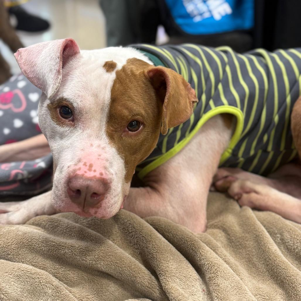 PePe, Adoptable, Adult Male Pit Bull Terrier.