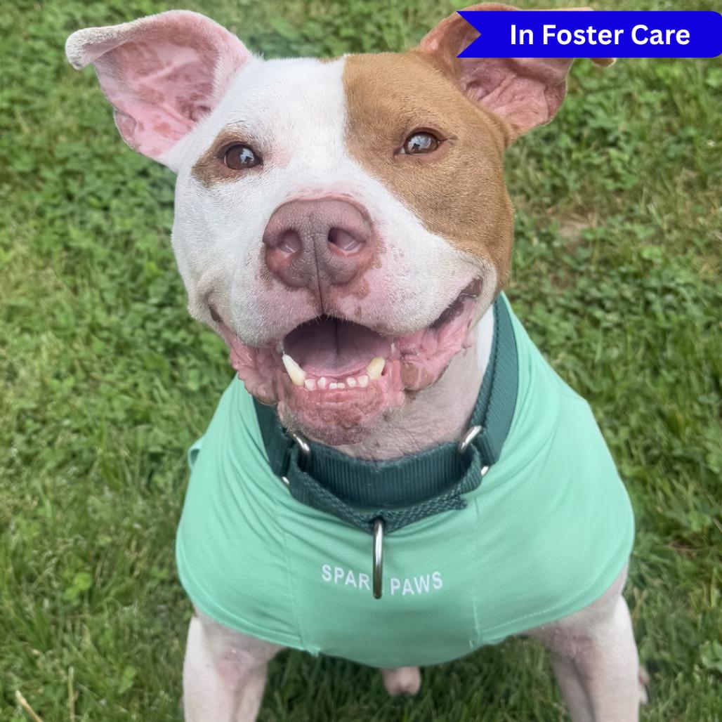 Enlarge PePe, a Adoptable Pit Bull Terrier in Ridgely, MD image 2/6