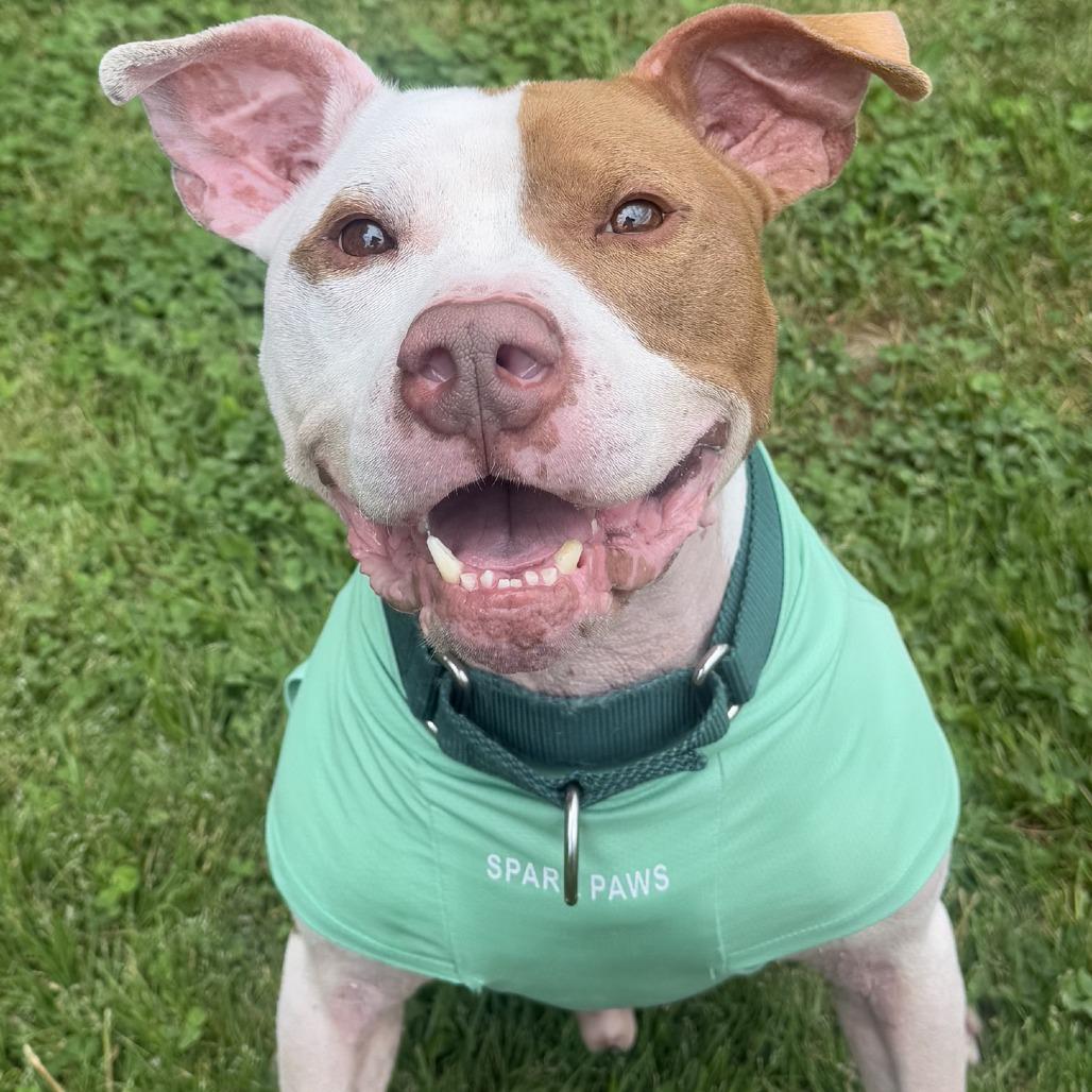 Enlarge PePe, a Adoptable Pit Bull Terrier in Ridgely, MD image 2/6