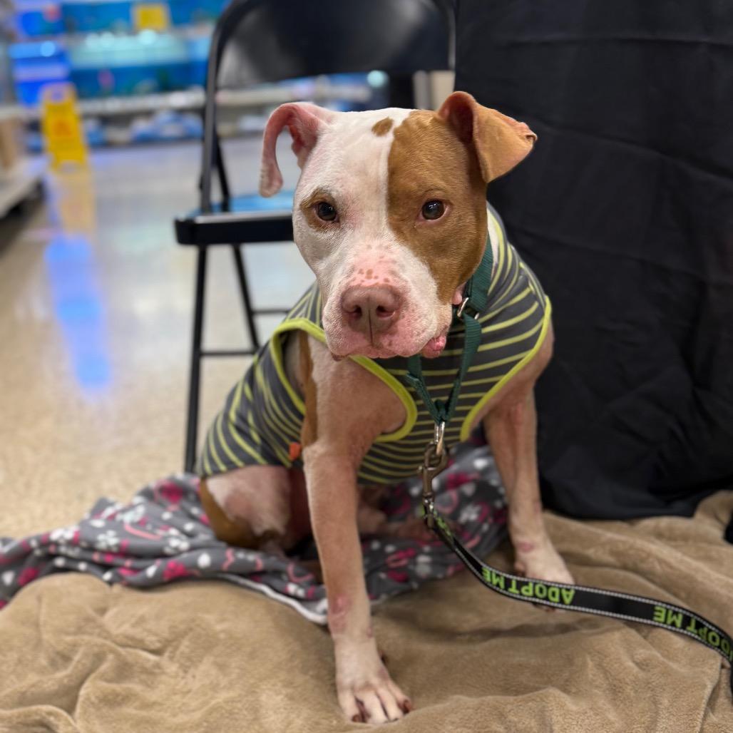 Enlarge PePe, a Adoptable Pit Bull Terrier in Ridgely, MD image 3/6