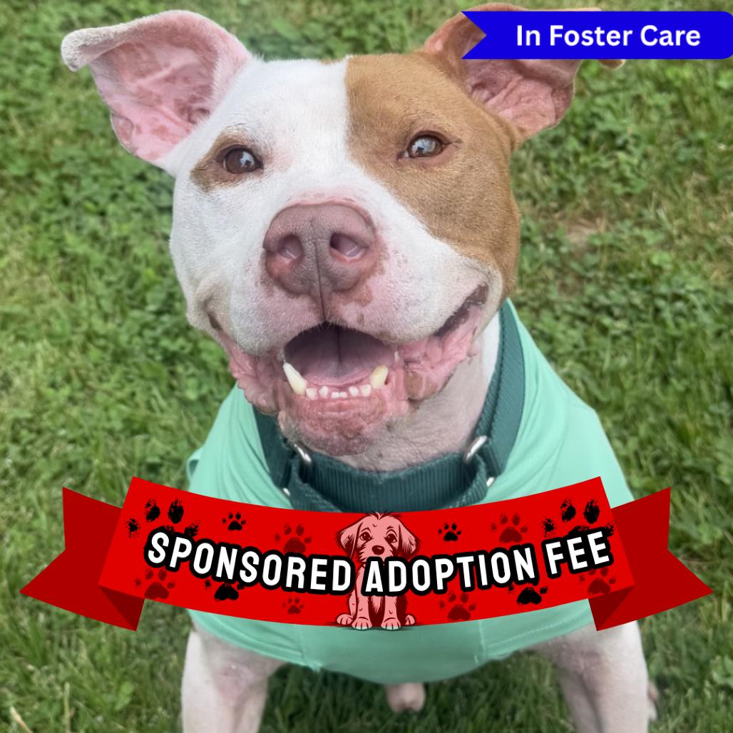 Enlarge PePe, a Adoptable Pit Bull Terrier in Ridgely, MD image 5/6