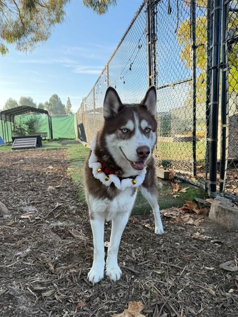 YUKON, Adoptable, Puppy Male Husky.