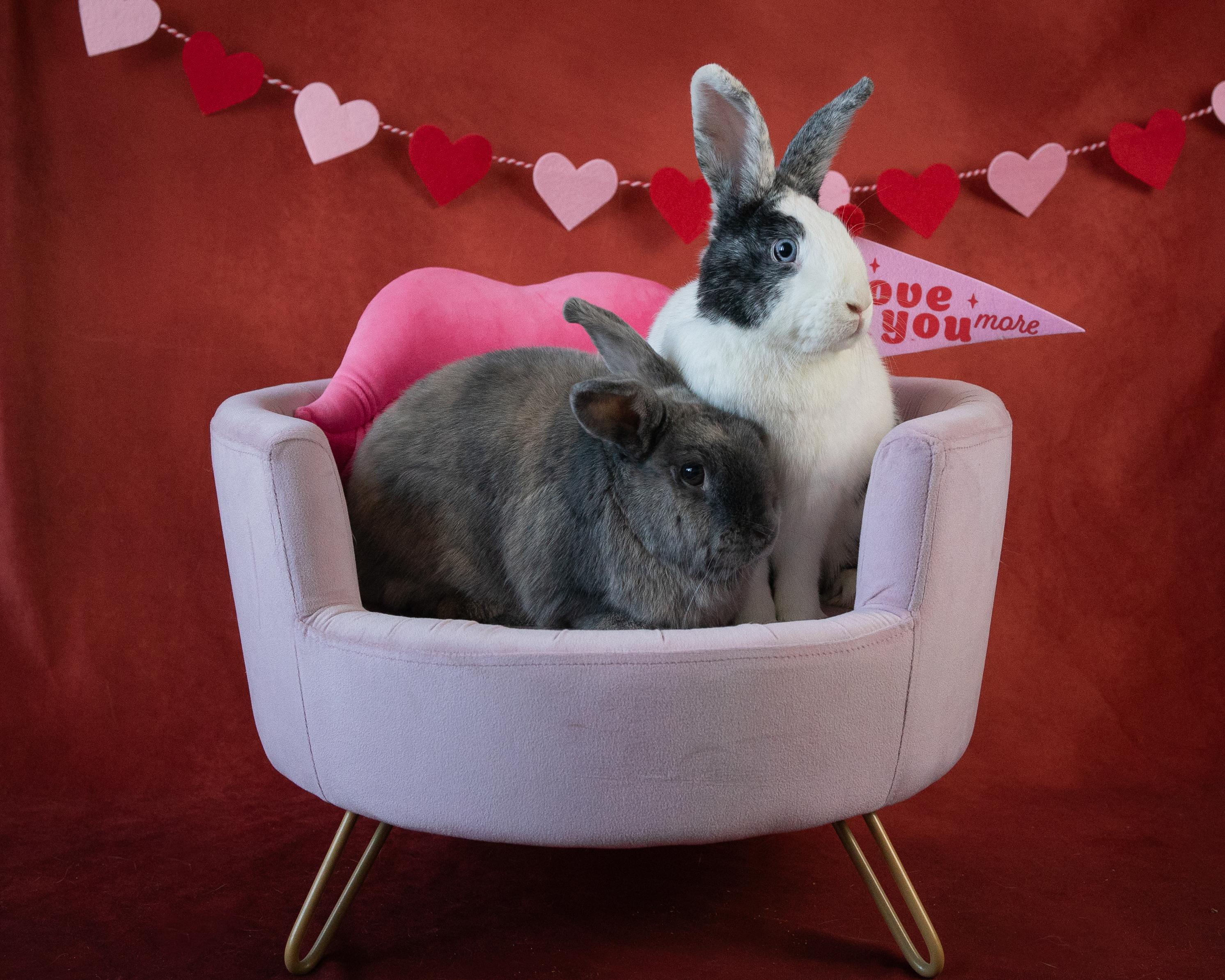 Cookie & Bowie, a Adoptable mixed breed in Willowbrook, IL image 6/6