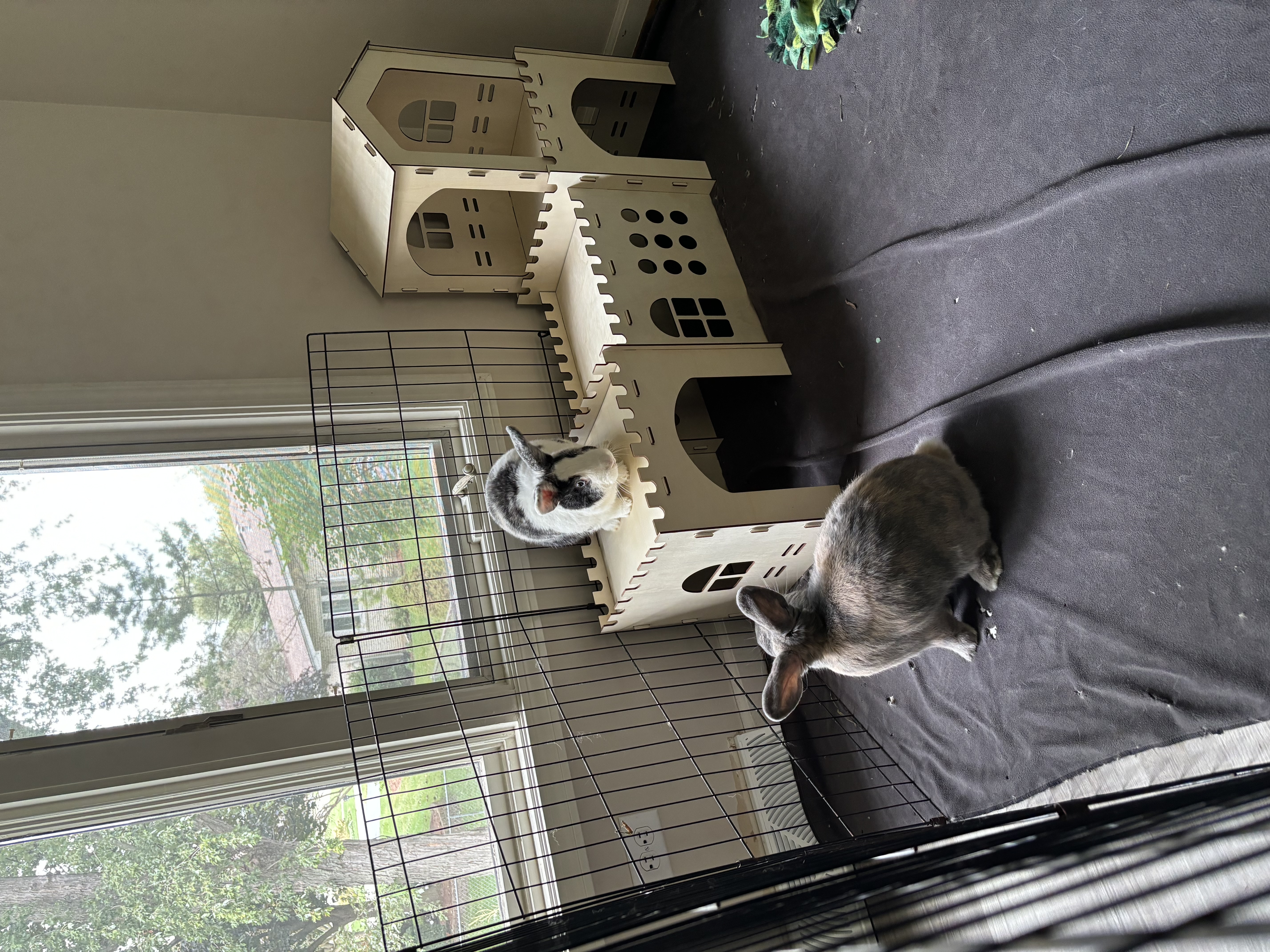 Cookie & Bowie, a Adoptable mixed breed in Willowbrook, IL image 5/6