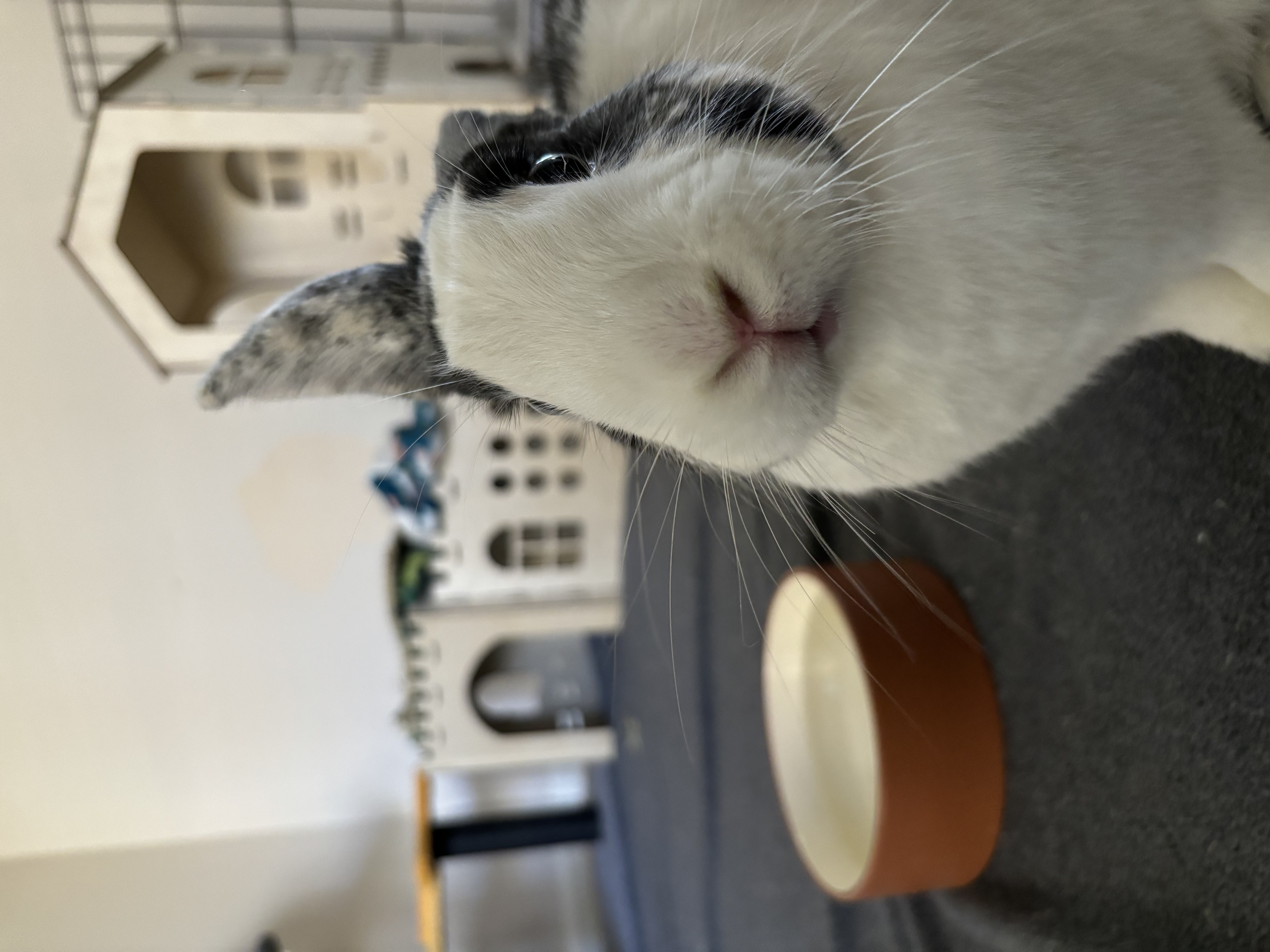 Cookie & Bowie, a Adoptable mixed breed in Willowbrook, IL image 3/6