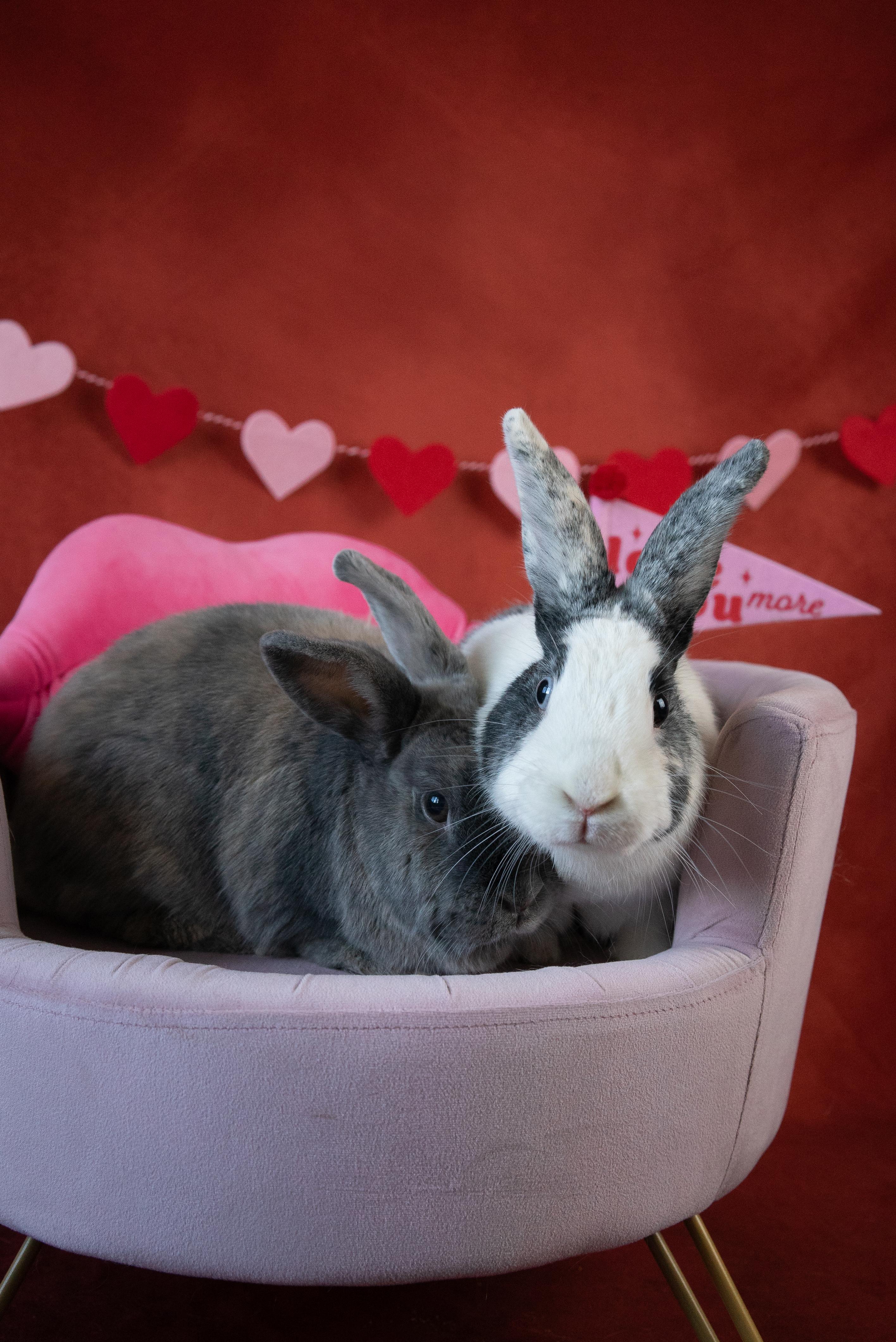 Cookie & Bowie, a Adoptable mixed breed in Willowbrook, IL image 1/6