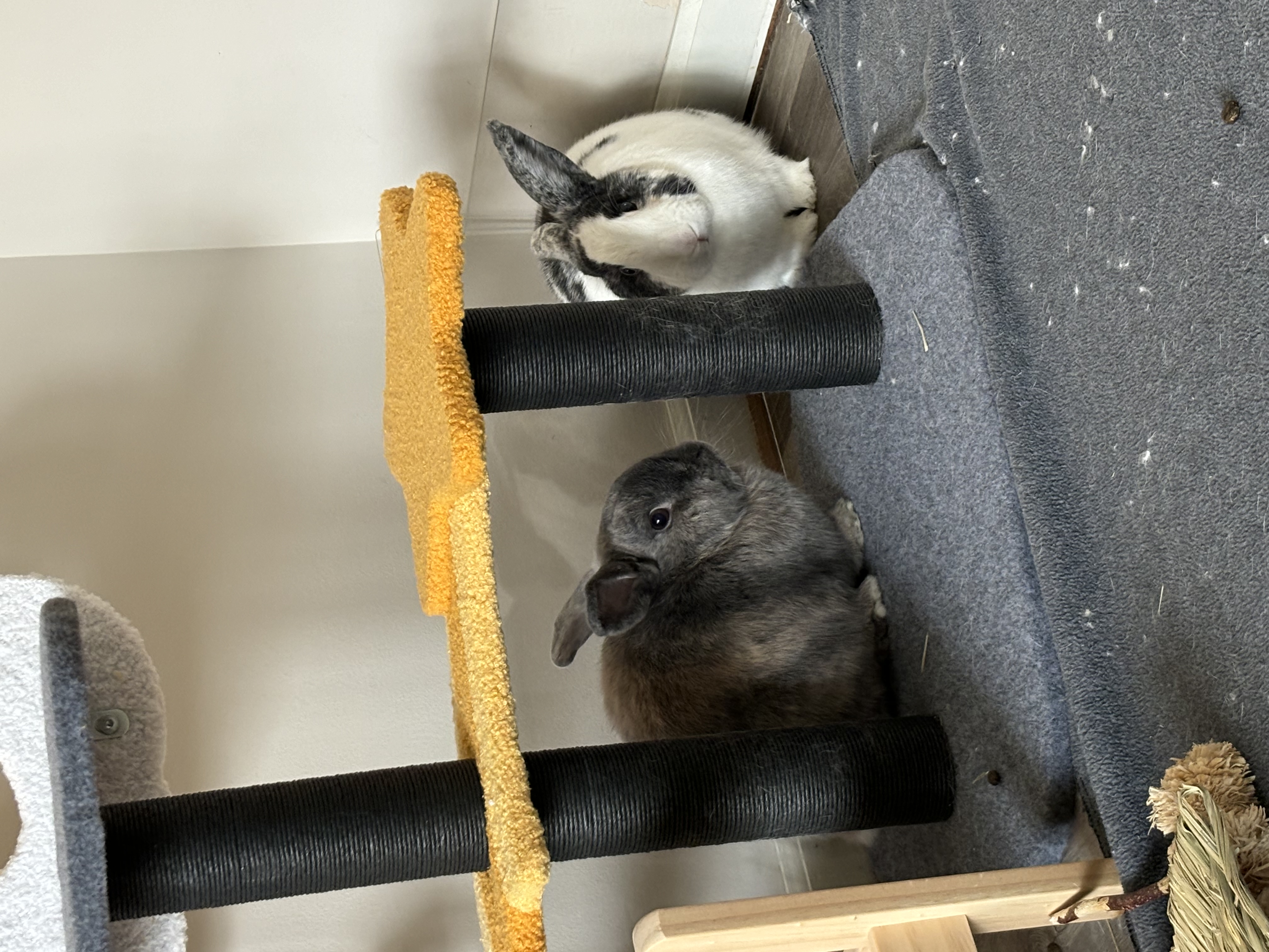 Cookie & Bowie, a Adoptable mixed breed in Willowbrook, IL image 2/6