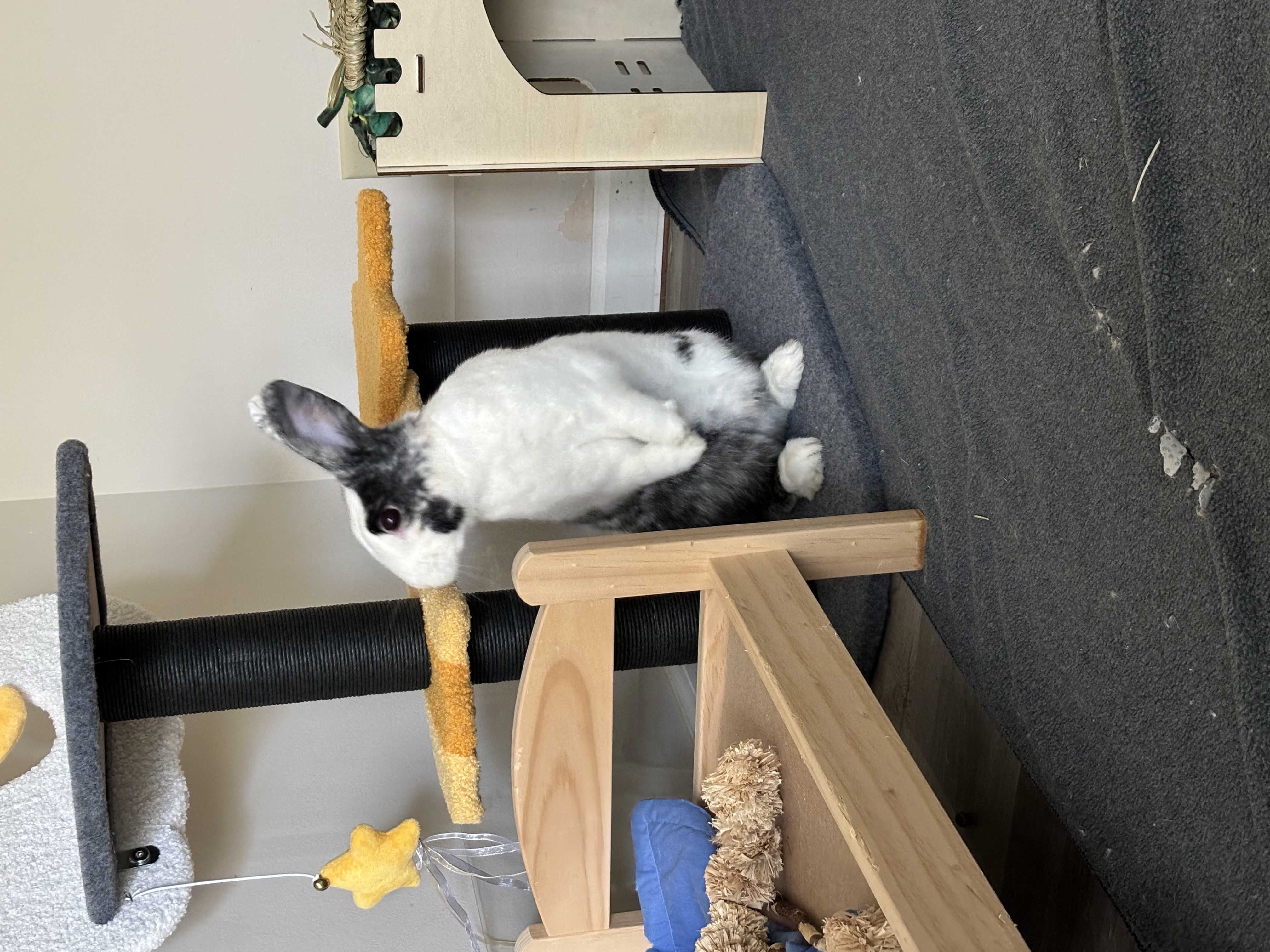 Cookie & Bowie, a Adoptable mixed breed in Willowbrook, IL image 4/6